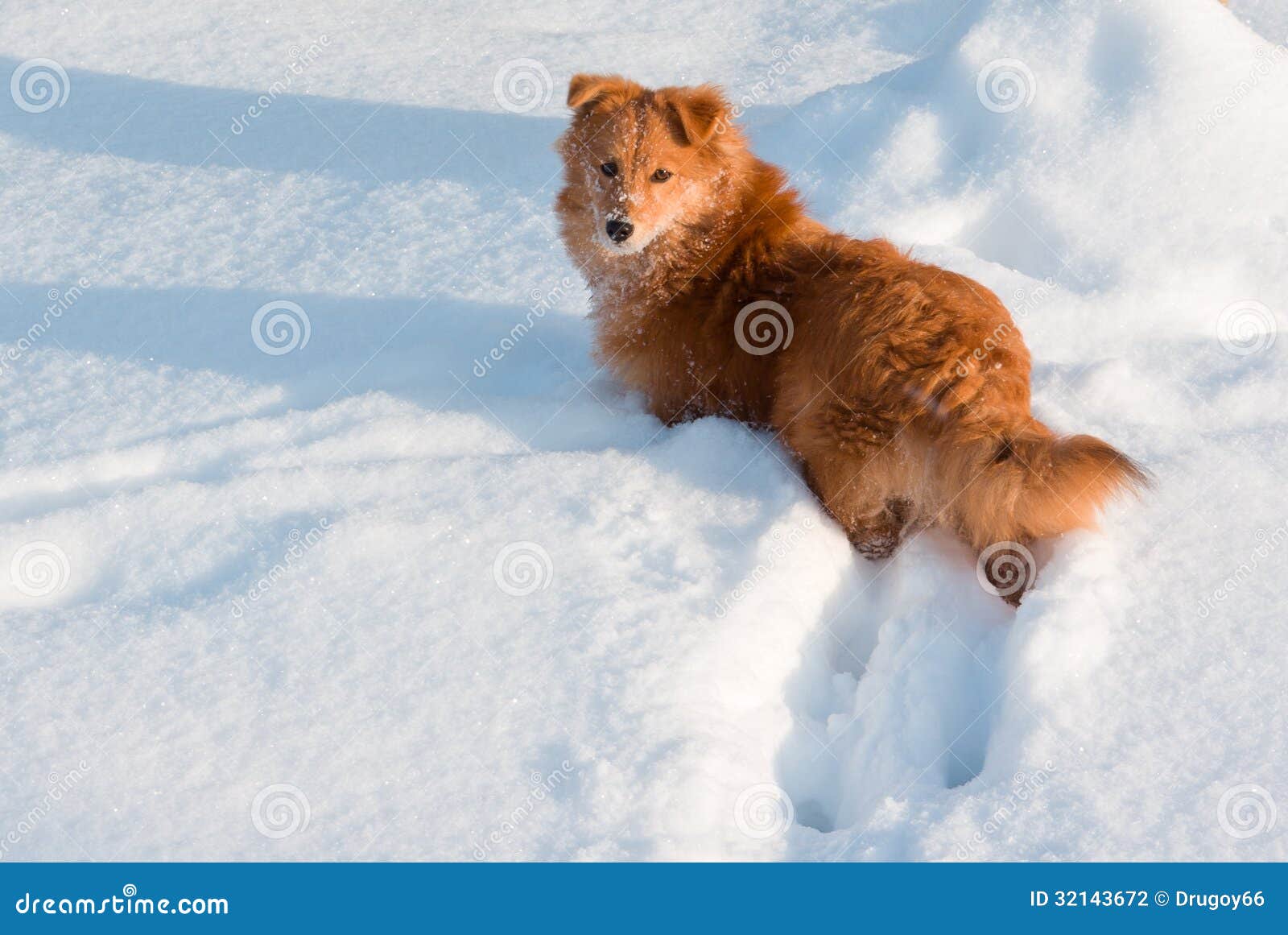 orange-dog-not-purebred-ed-white-fluffy-