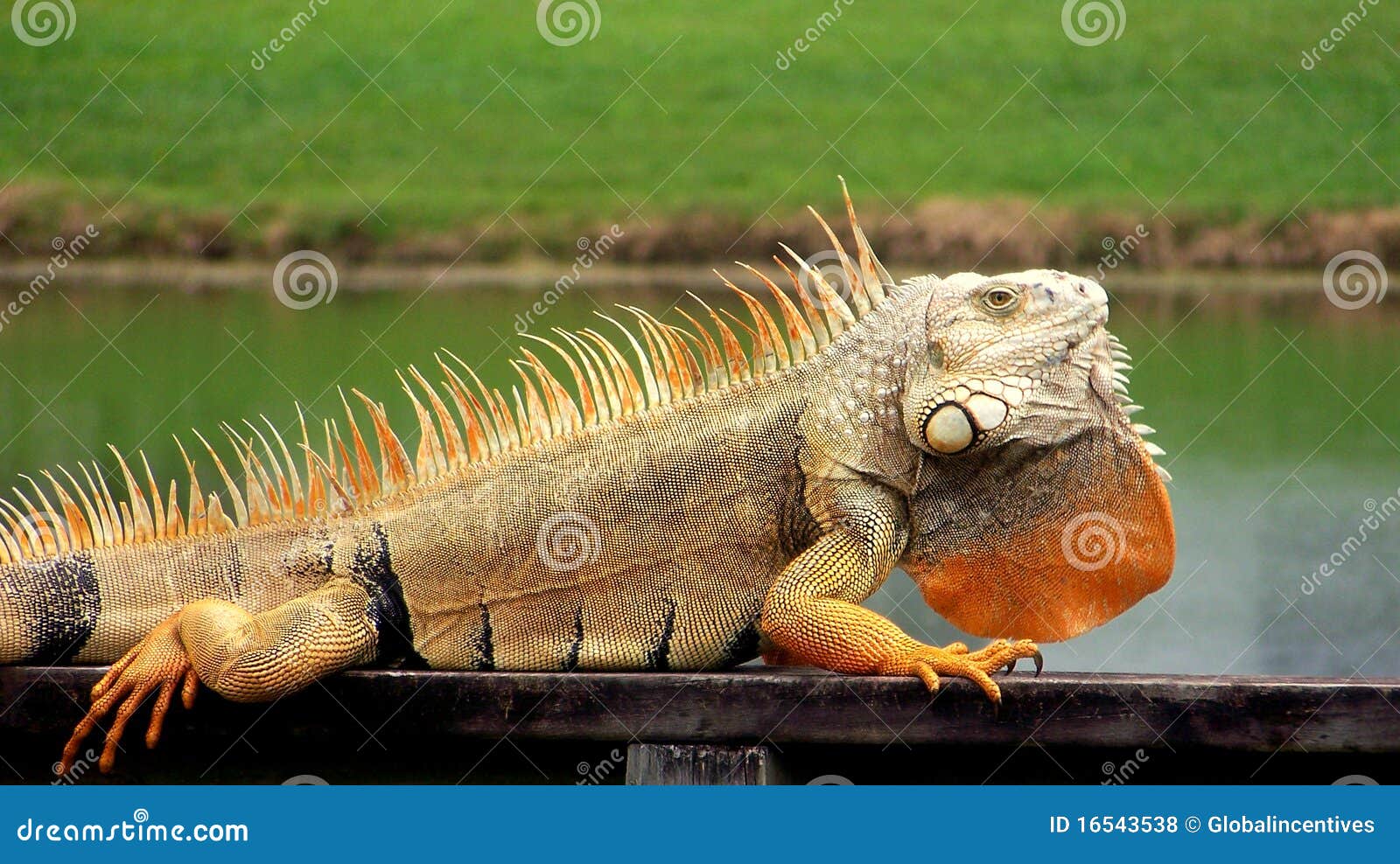 iguana orange