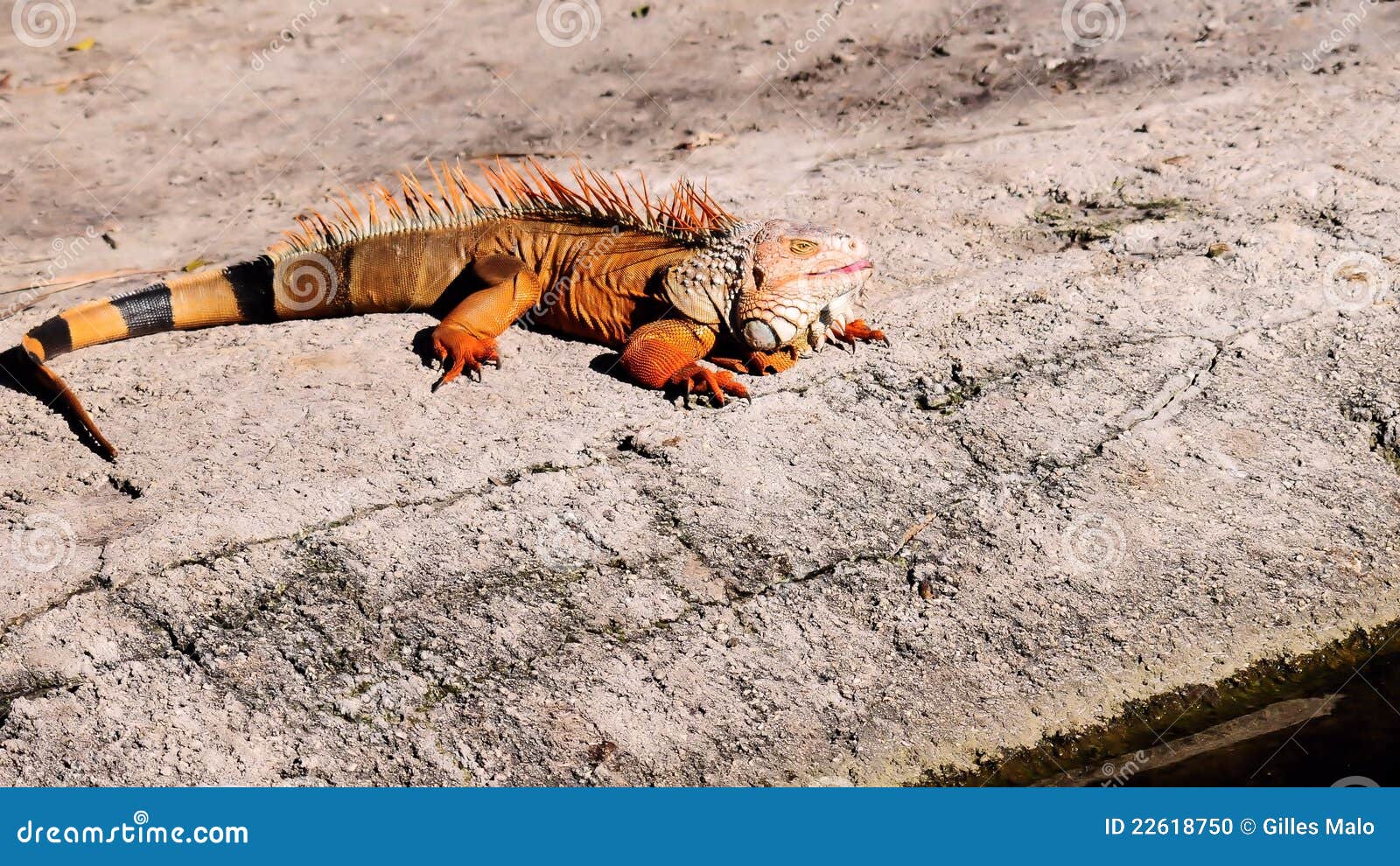 iguana orange