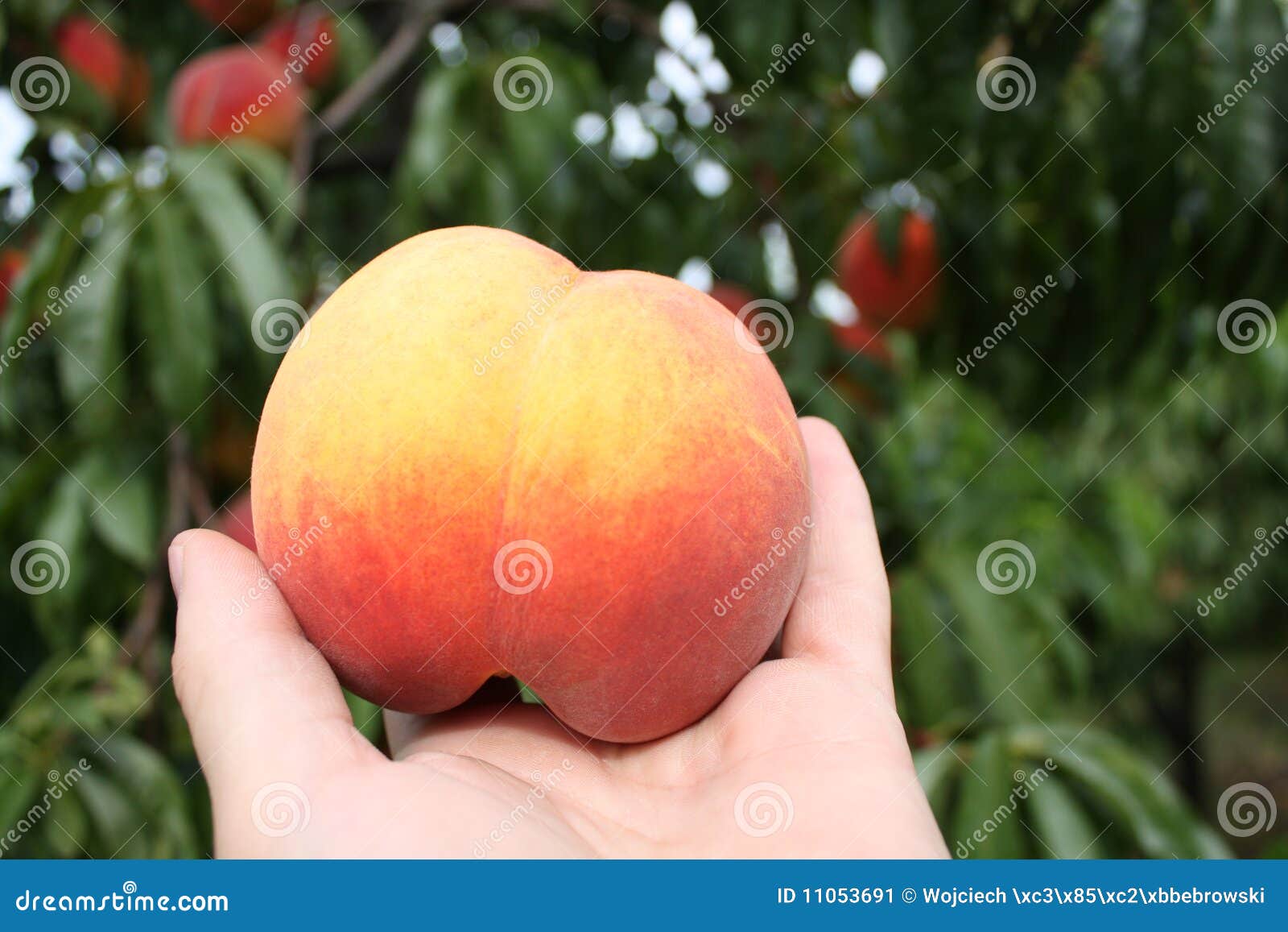 peach orchard muslim singles A mix of tradition and evolution, kimmel orchard’s dedication to agricultural education, research and historic preservation continues to produce unique, fun and memorable experiences for the. peach orchard muslim singles A mix of tradition and evolution, kimmel orchard’s dedication to agricultural education, research and historic preservation continues to produce unique, fun and memorable experiences for the.