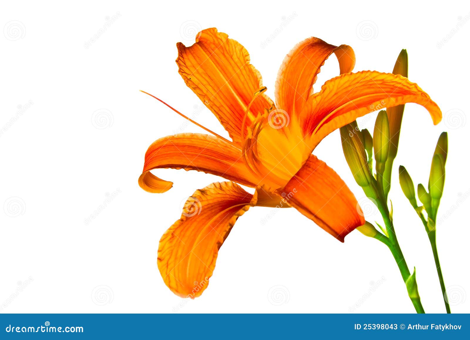 tiger lily clipart - photo #27