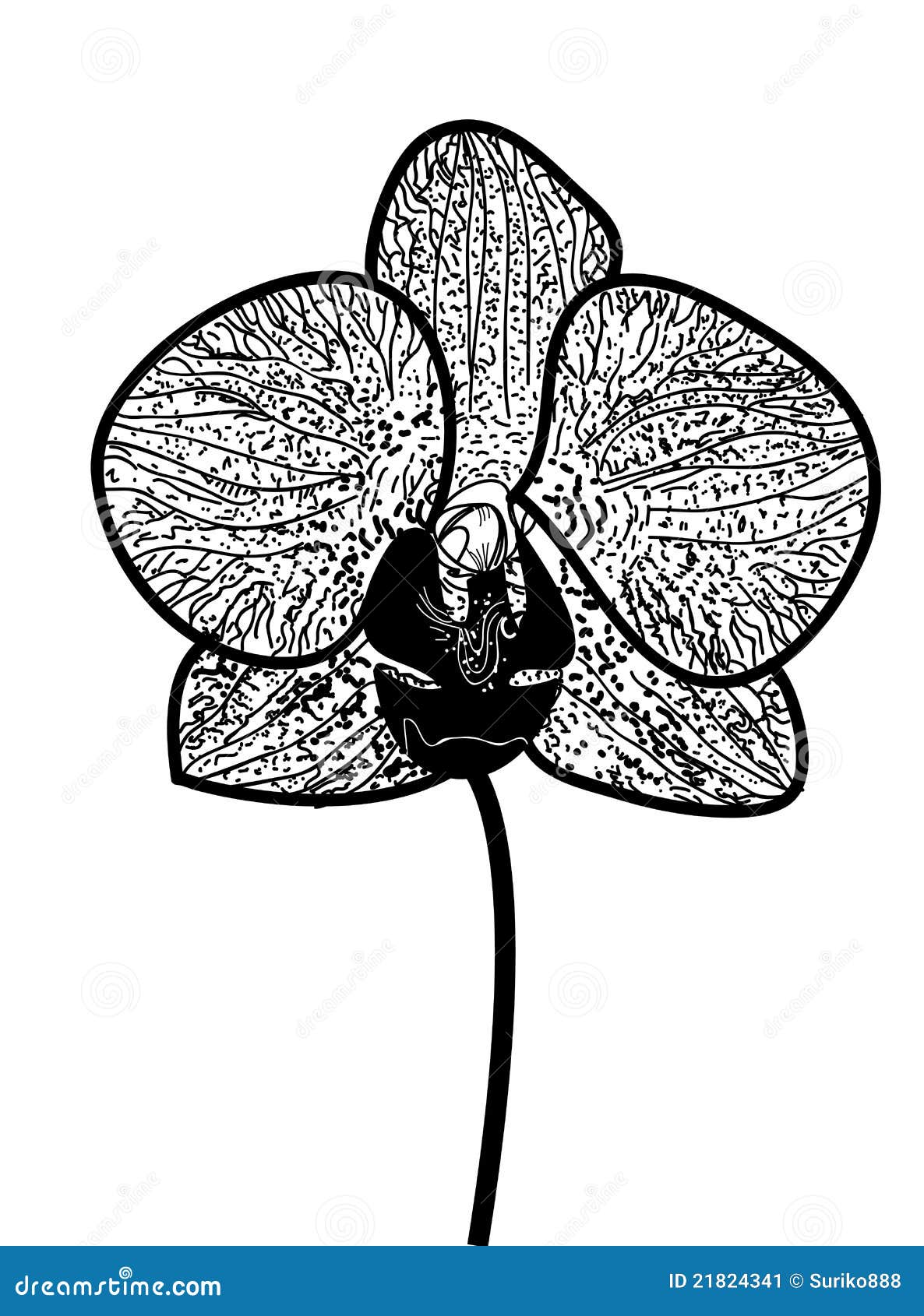 Black Orchid Drawing