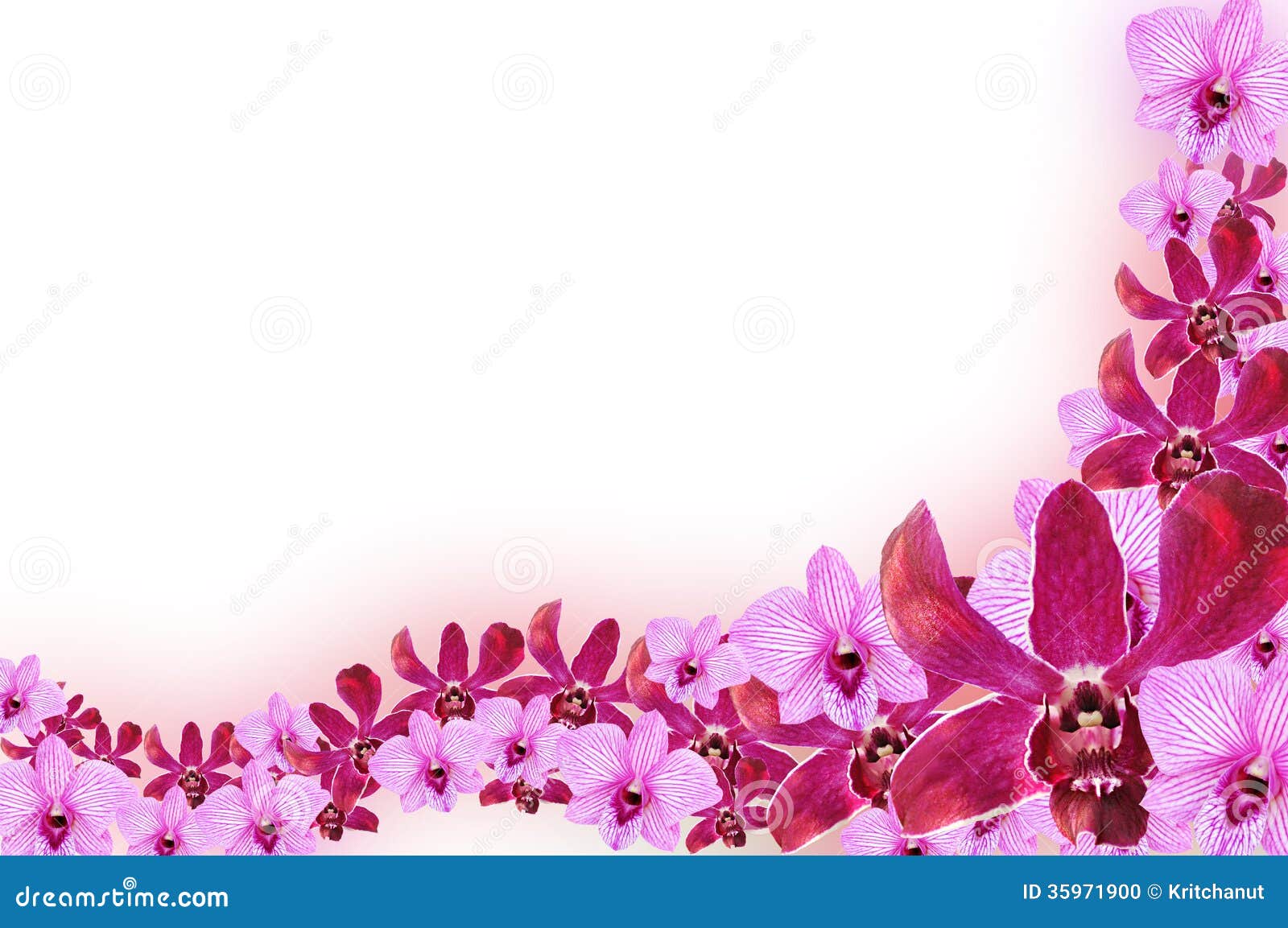 Orchid Clipart Border