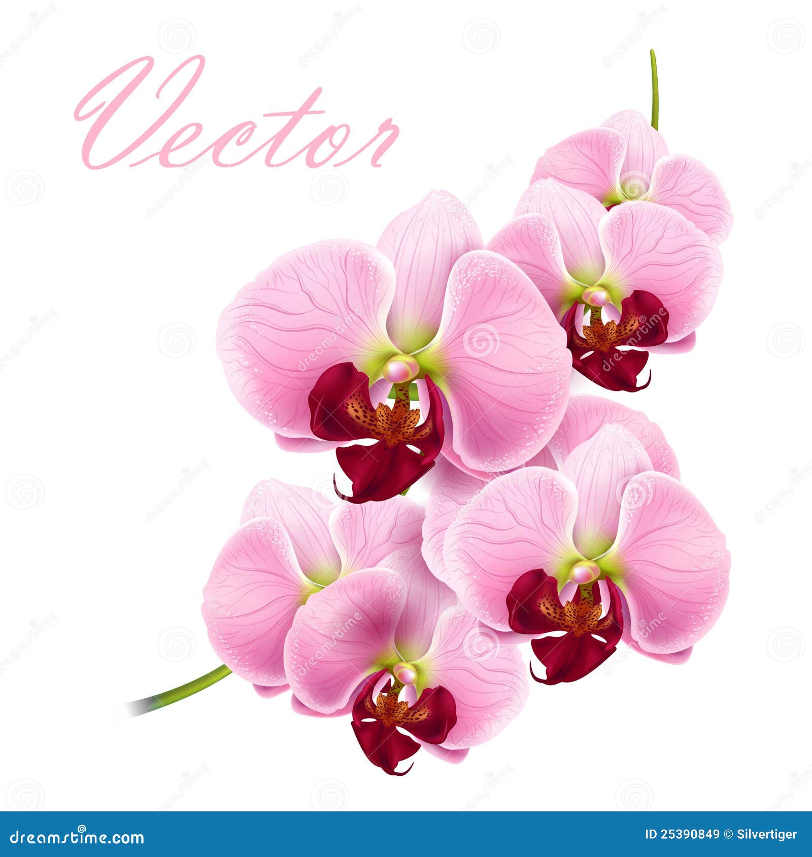 Pink Orchid Clipart