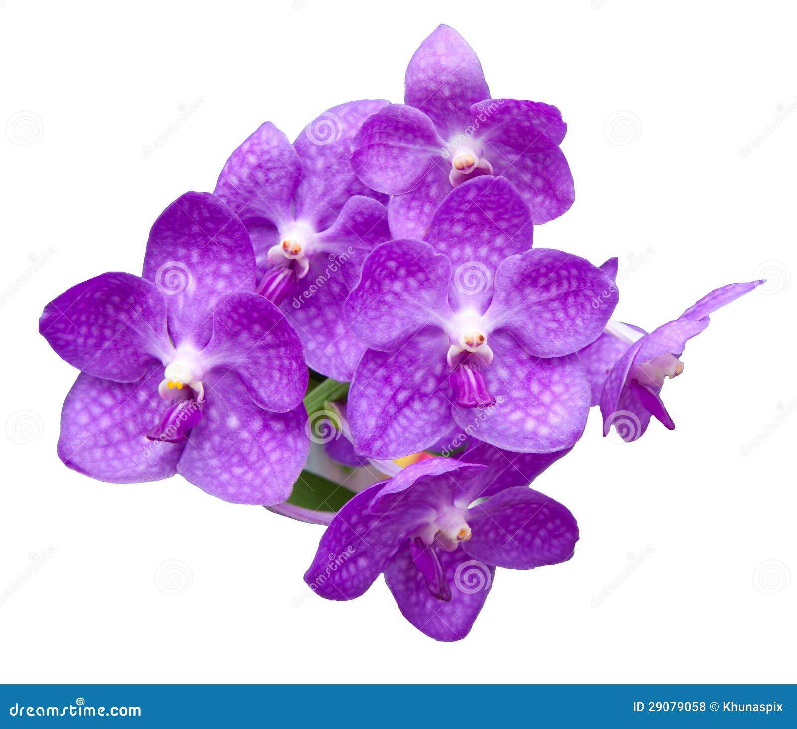 Purple Orchid White Background