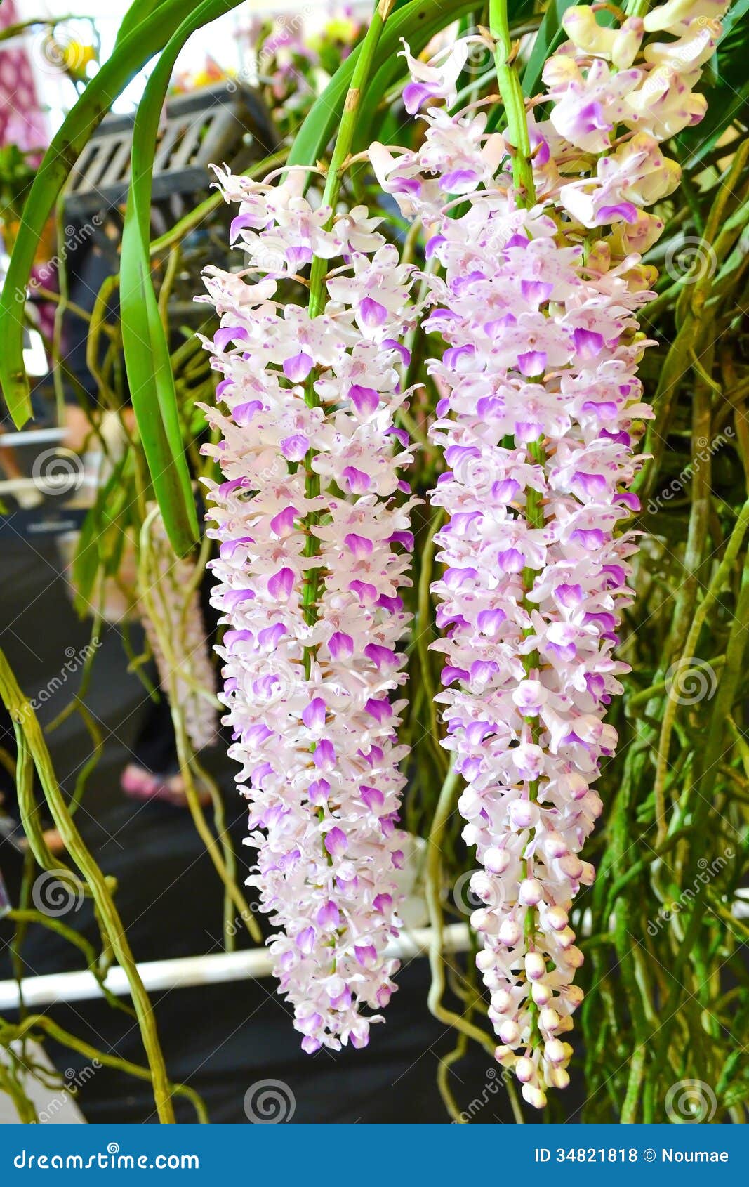Orchid Species