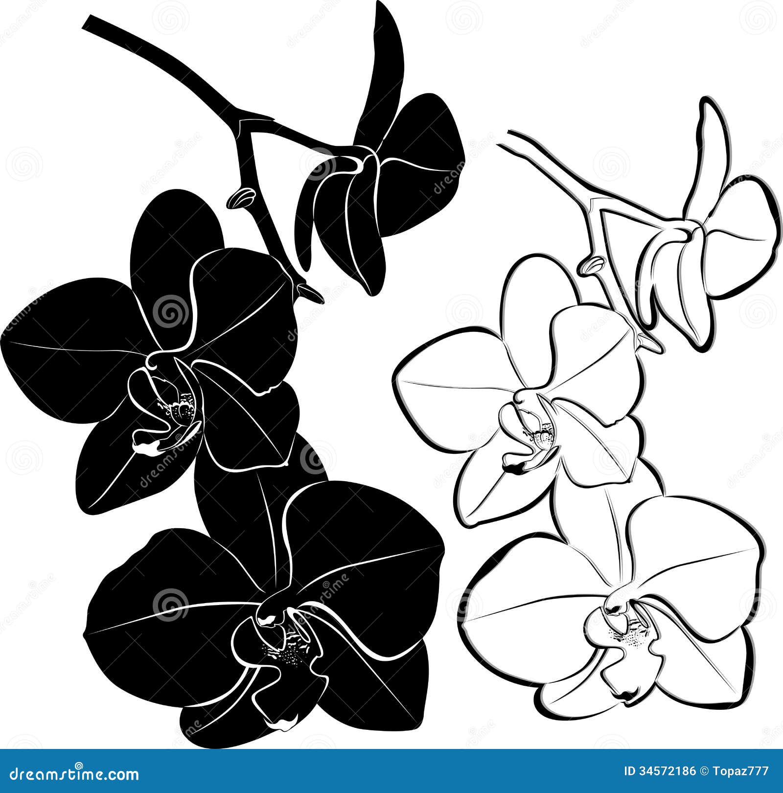 Orchid Clipart Black And White