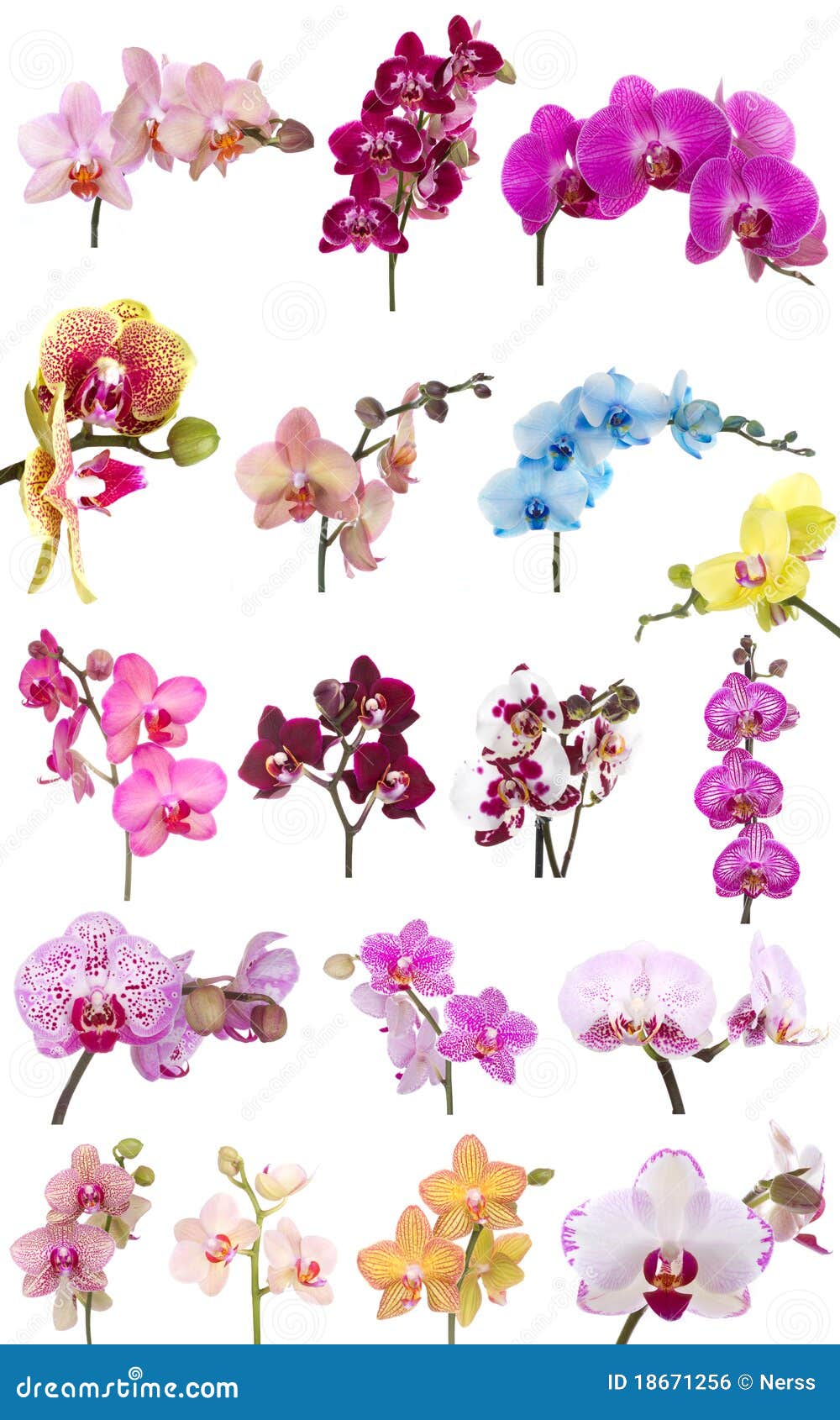 Orchid Phalaenopsis Colors