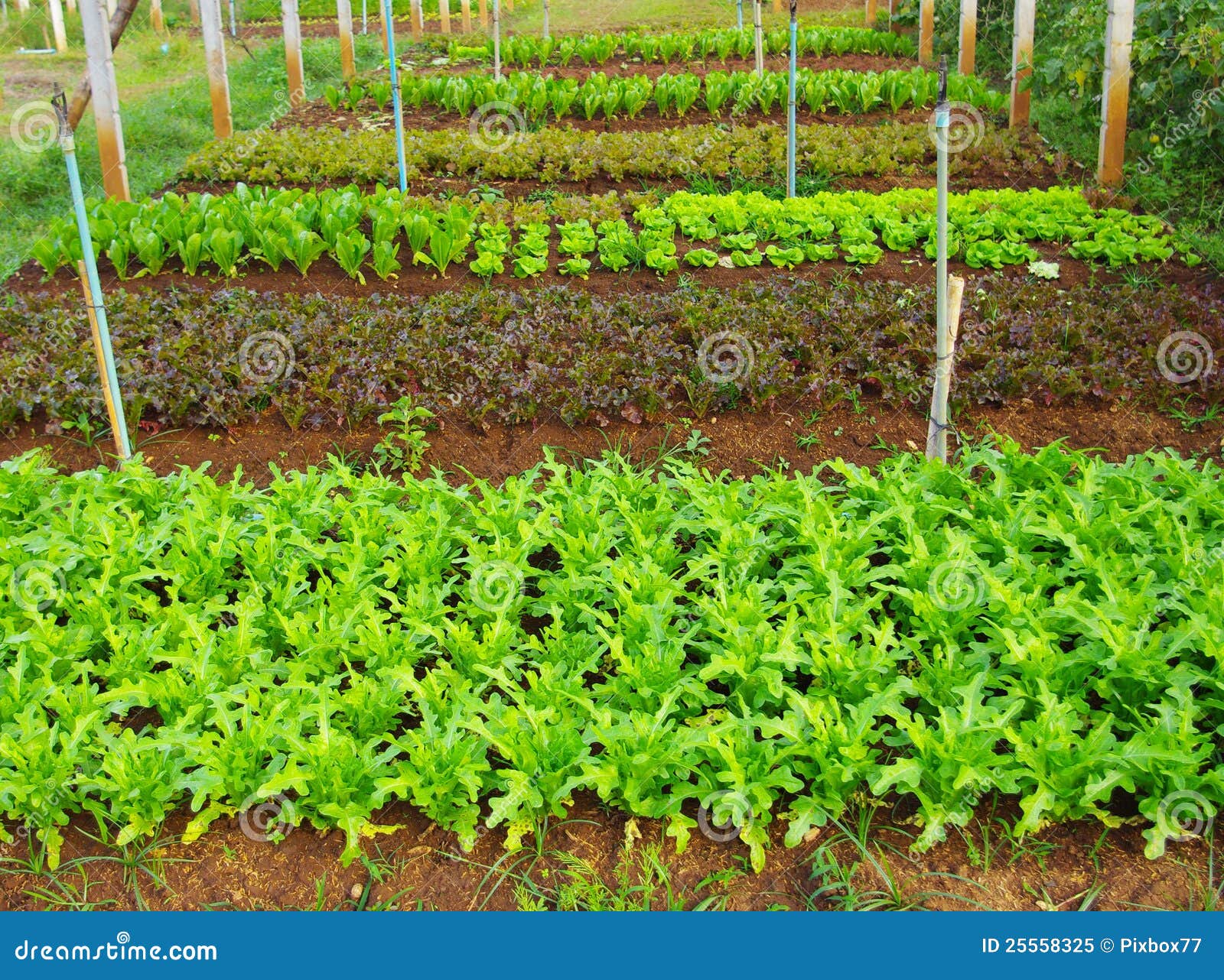 Organic Vegetable Farming Royalty Free Stock Photo  Image: 25558325