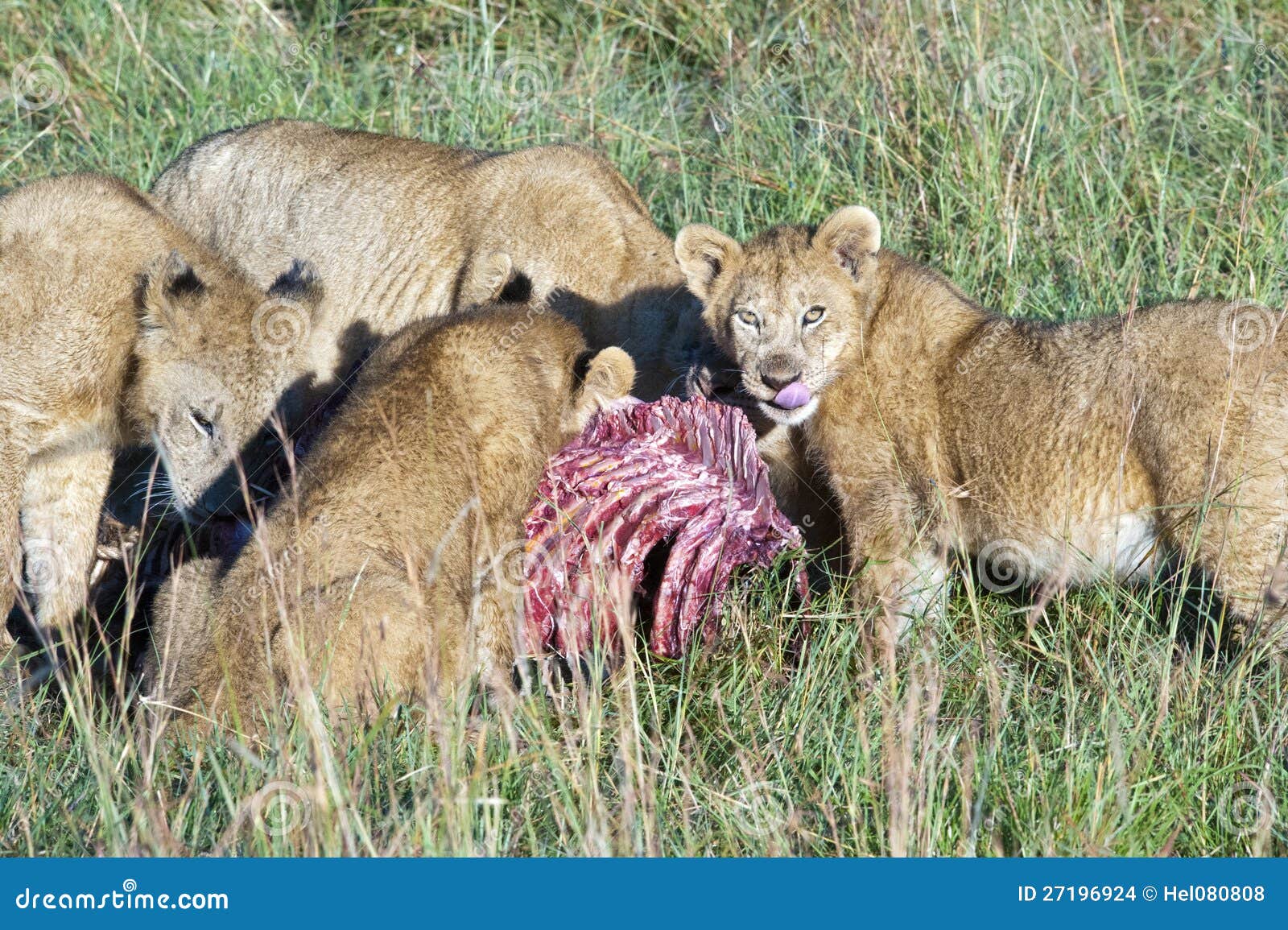 Que+Comen+Los+Leones Orgullo De Los Leones Que Comen La Caza Imagenes de archivo - Imagen ...