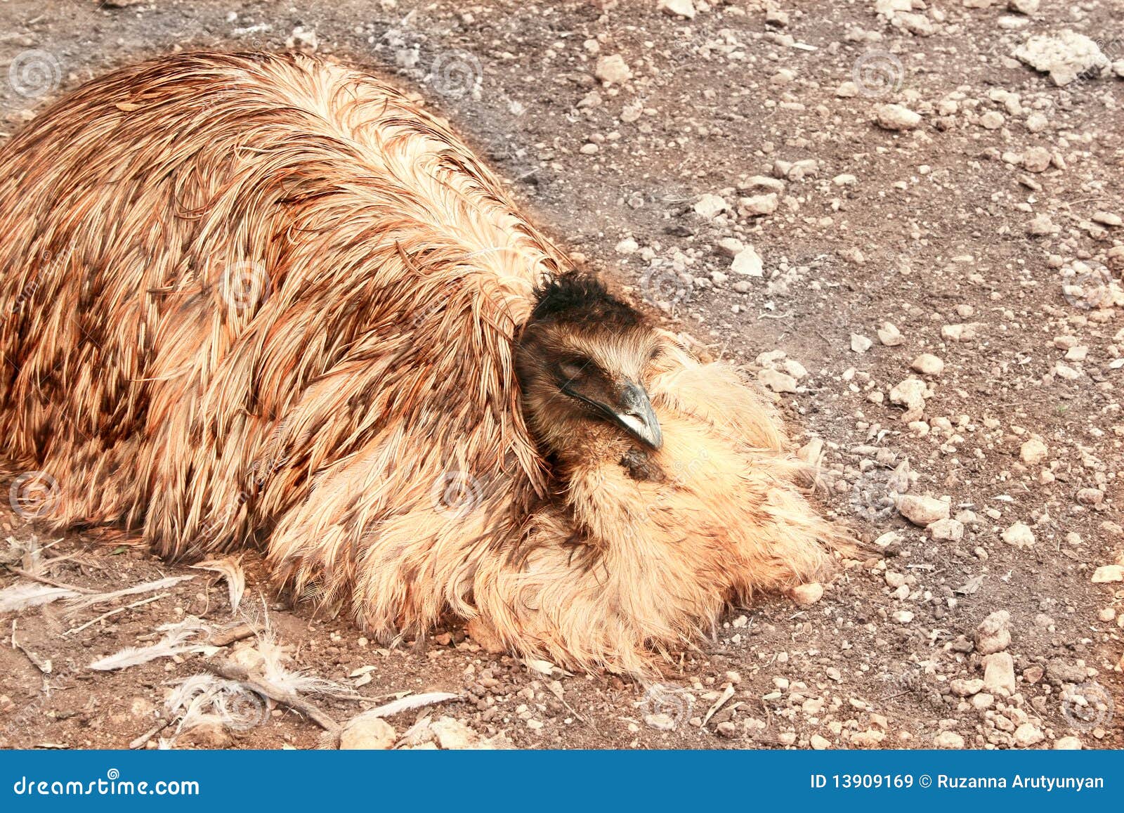 Ostrich Royalty Free Stock Images Image 13909169