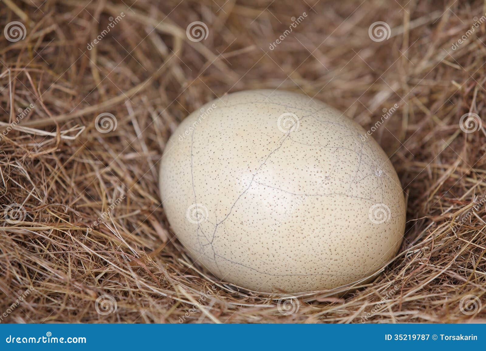 Ostrich Egg Ostrich egg