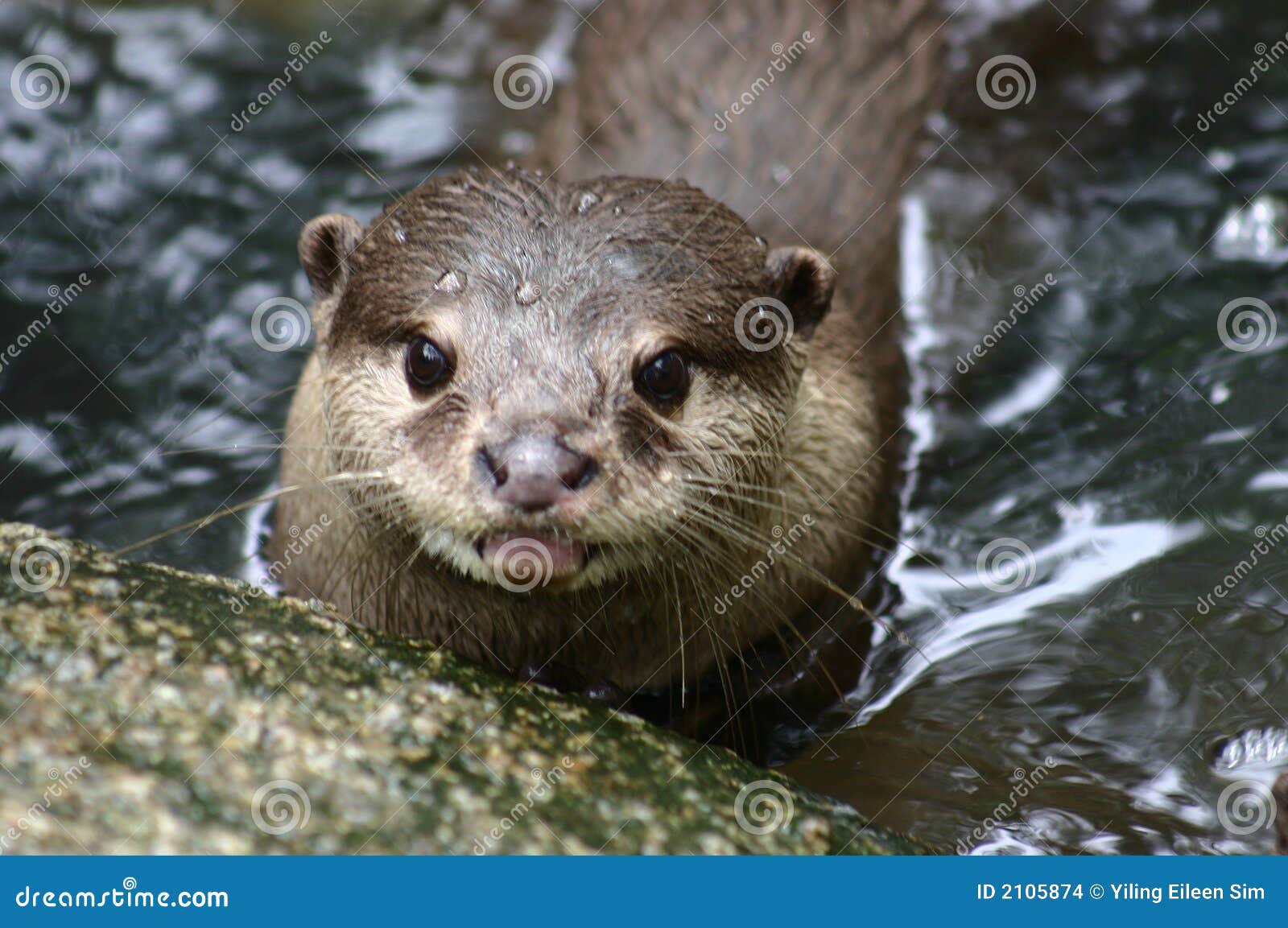 Otter Stock Images - Image: 2105874