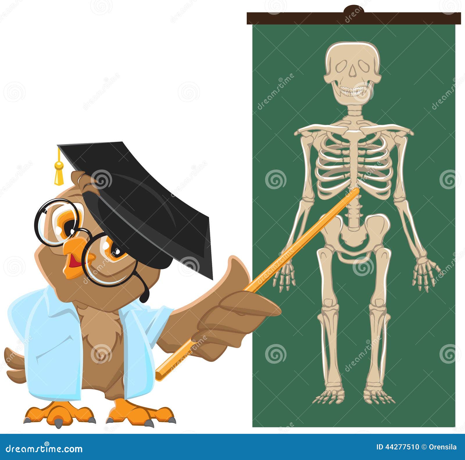 ILUSTRACION DEL ESQUELETO HUMANO ilustracion del esqueleto humano:
