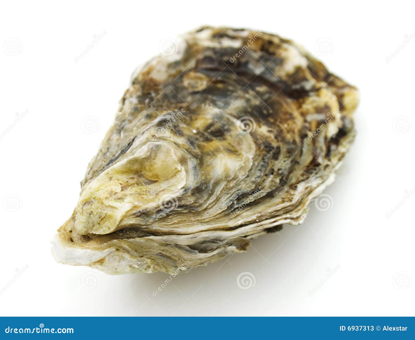 Oyster Stock Photos Image 6937313