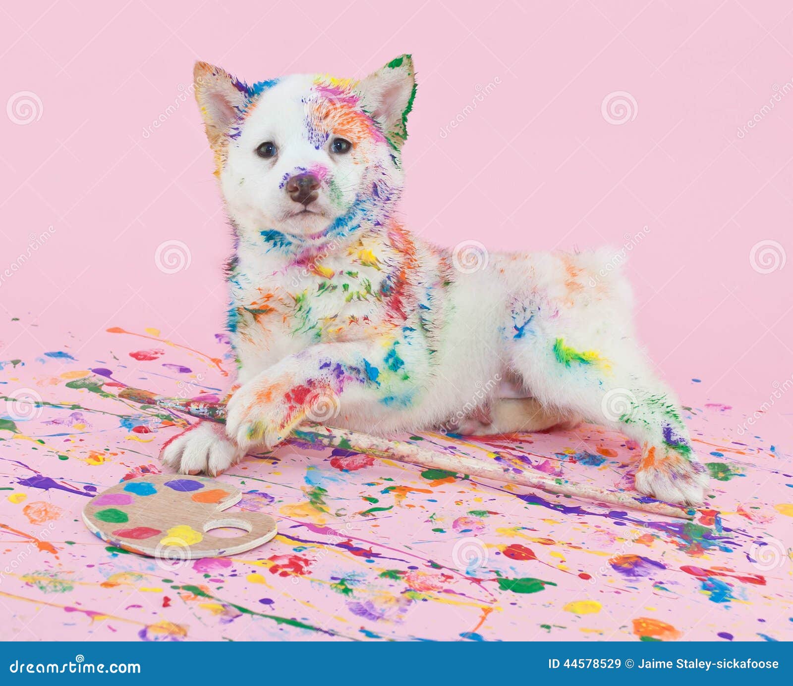 How To Make Dog Print Paint How To Make Dog Print Paint