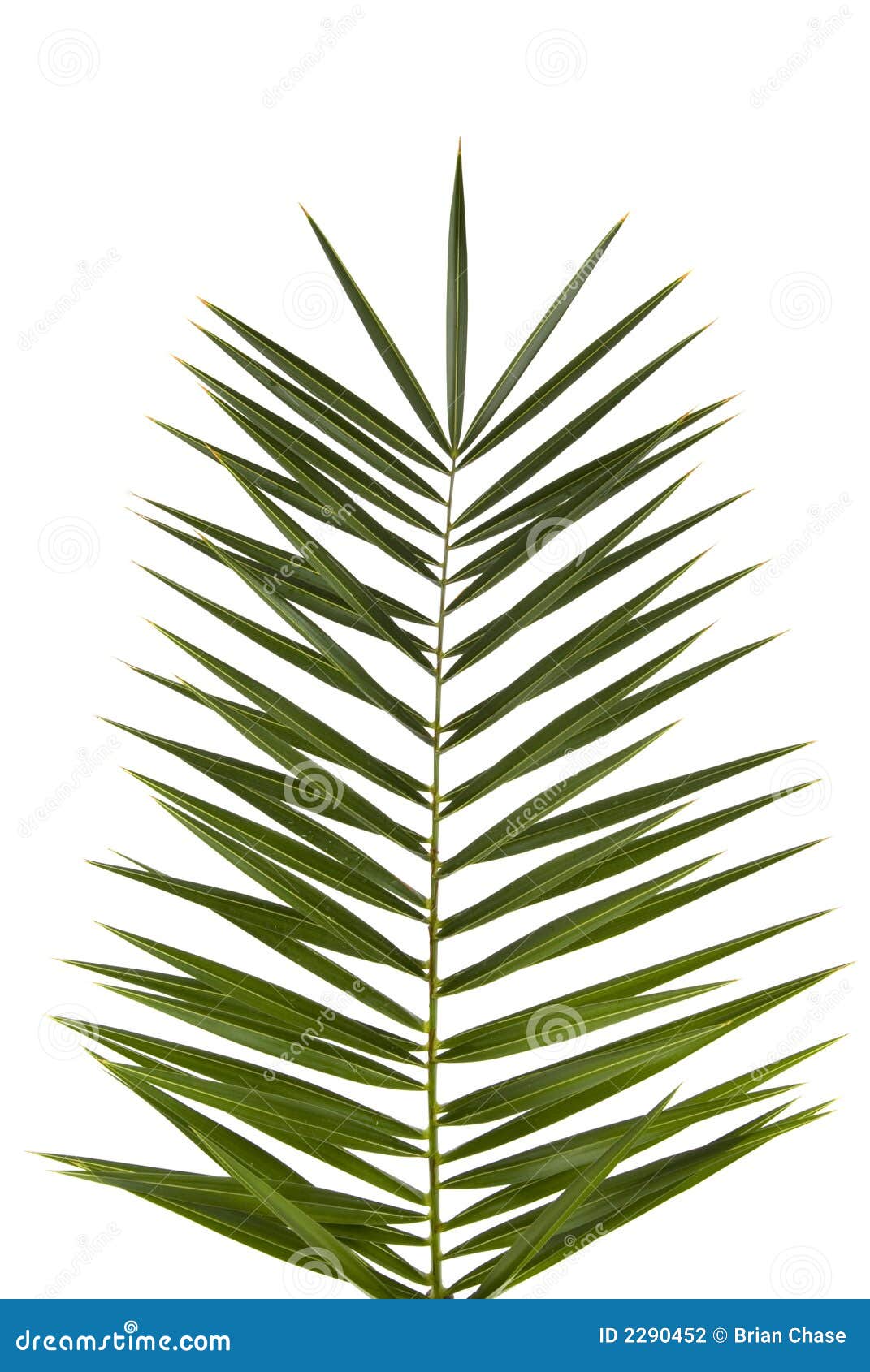 Palm Frond Stock Photography  Image: 2290452