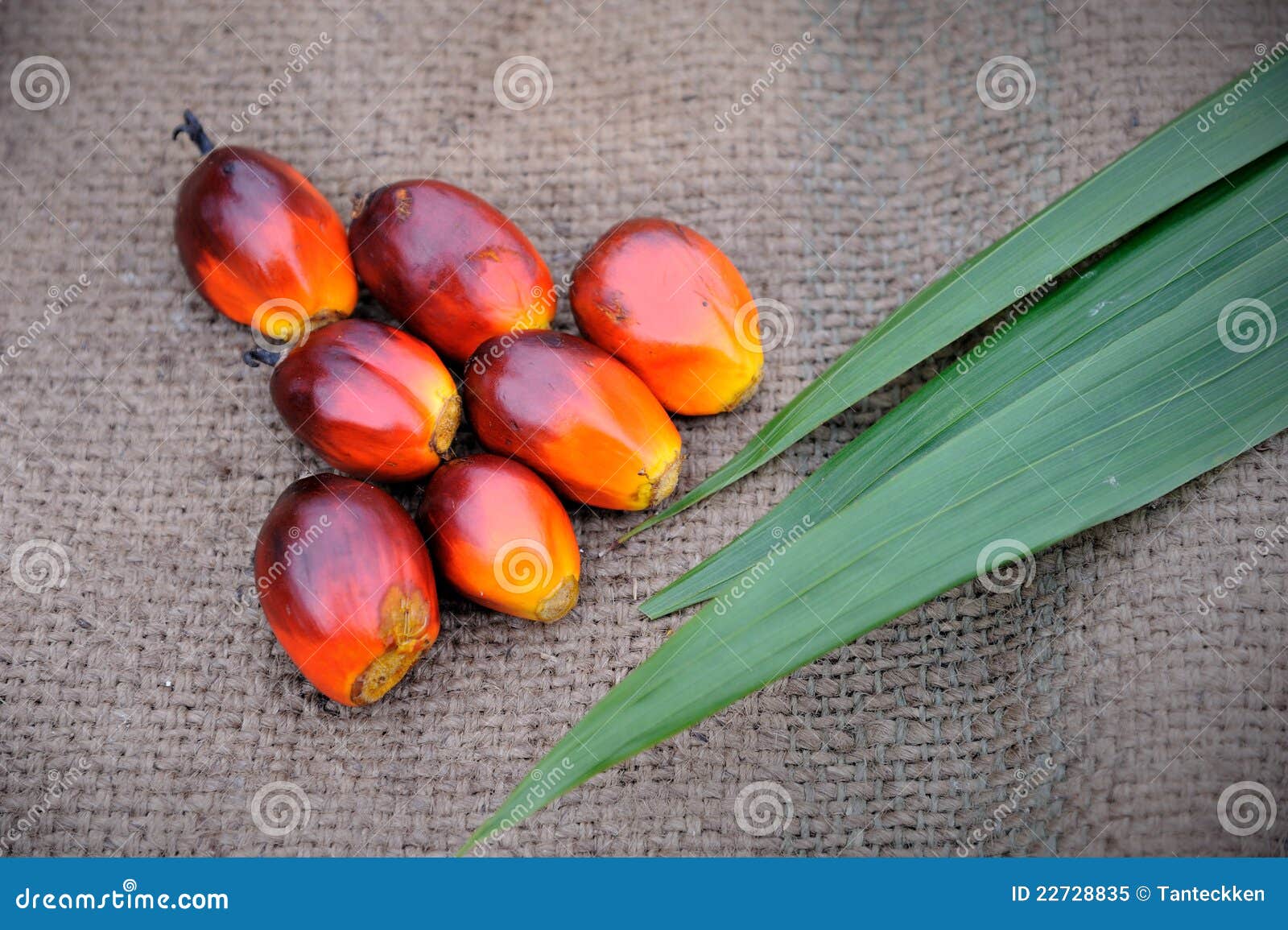 is palm fruit oil healthy is kiwi fruit healthy is palm fruit oil healthy is kiwi fruit healthy
