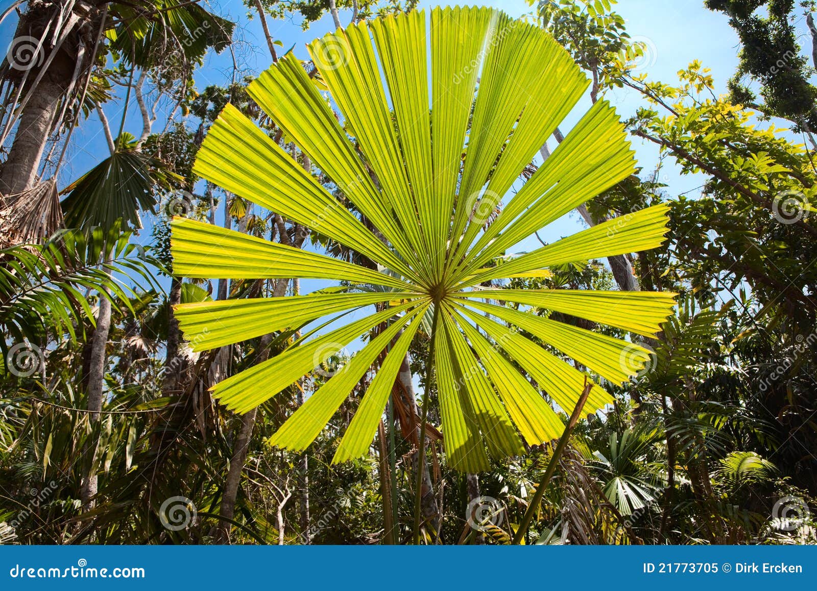 Palm Tree Leaf Tropical Rainforest Australia Royalty Free Stock Photo