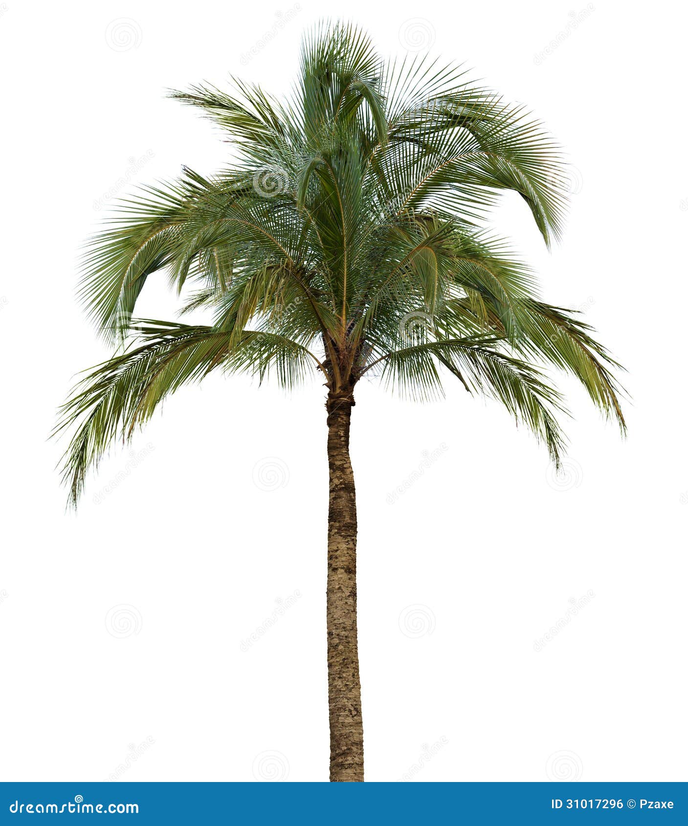 Coconut Palm Tree No Background Modifikasi Sepeda Motor Coconut Palm Tree No Background Modifikasi Sepeda Motor
