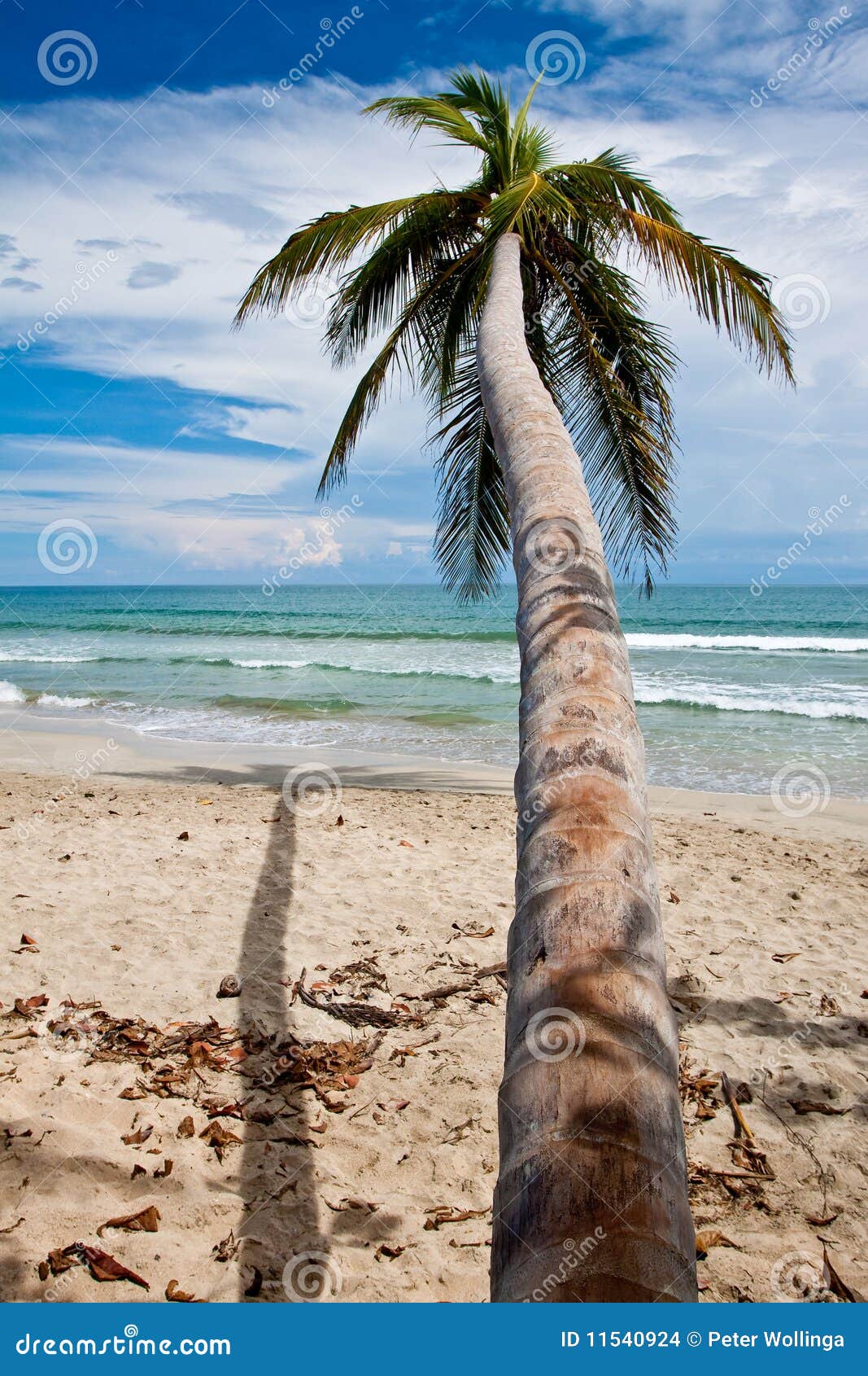 Palm Trees On The Beach Near With Blue Sky Stock Images - Image: 11540924