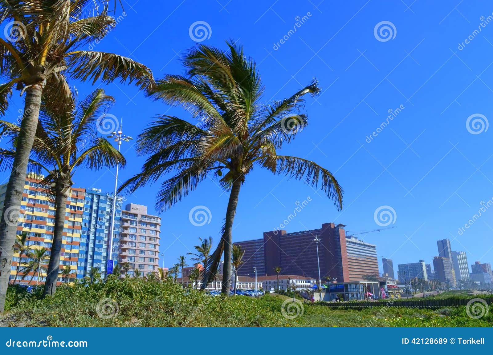 palm-trees-durban-sea-front-south-africa