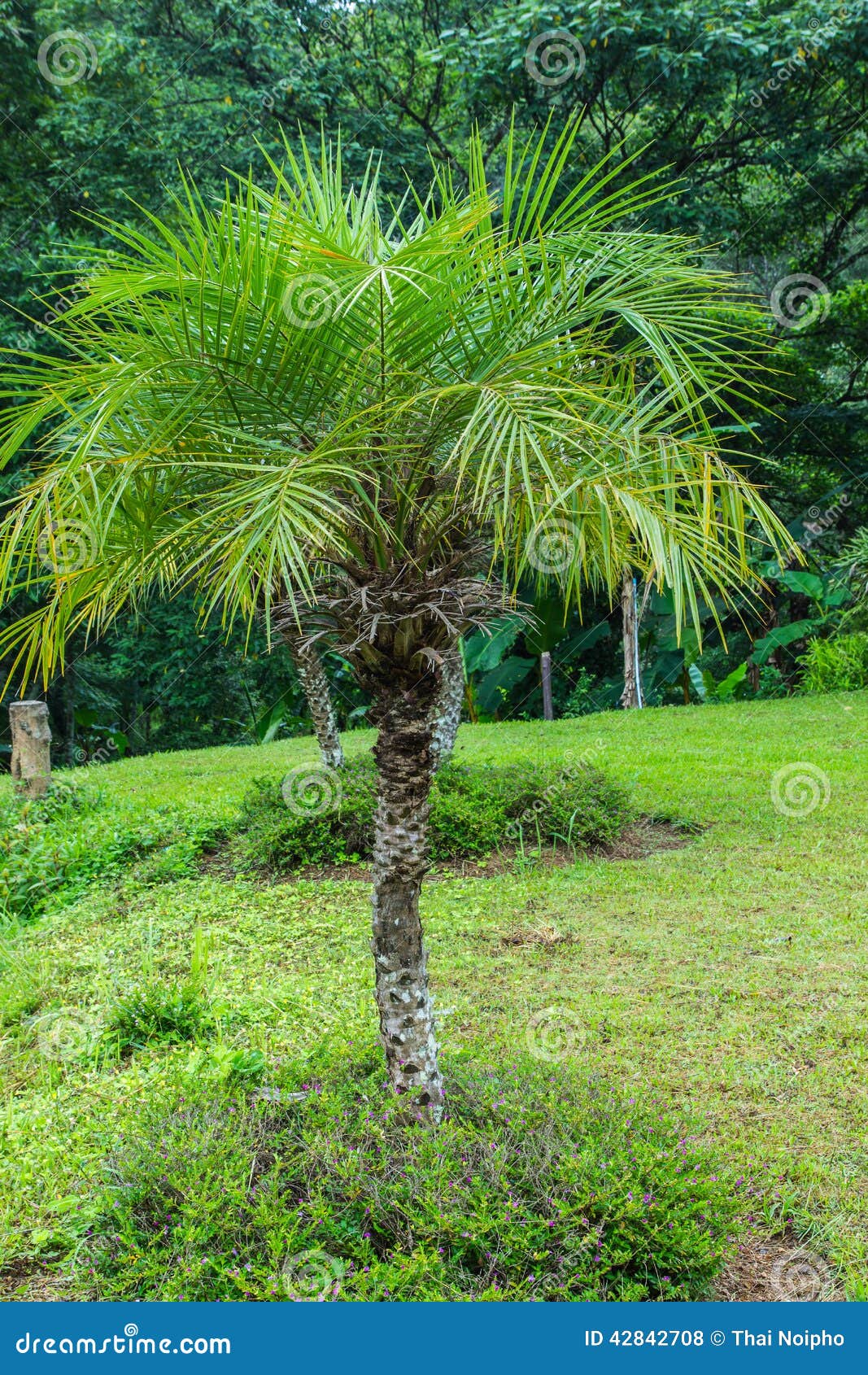 FOTO ENANA GRATIS foto enana gratis:
