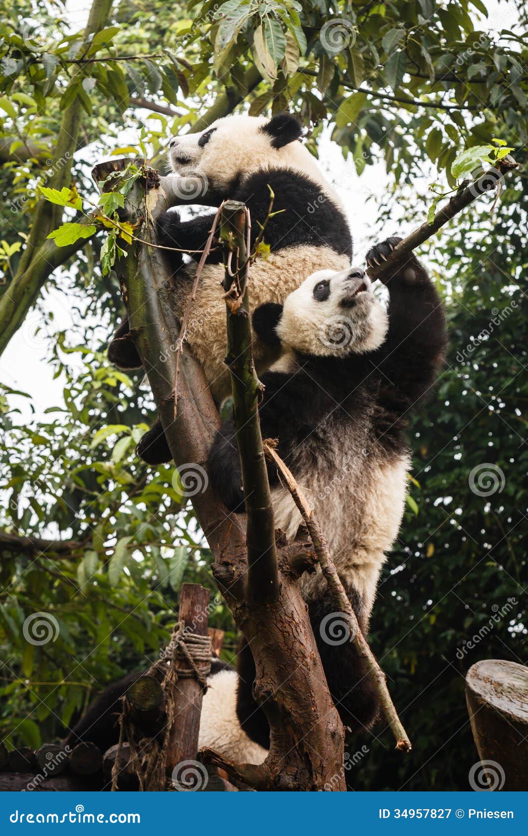 spiel panda spiel panda