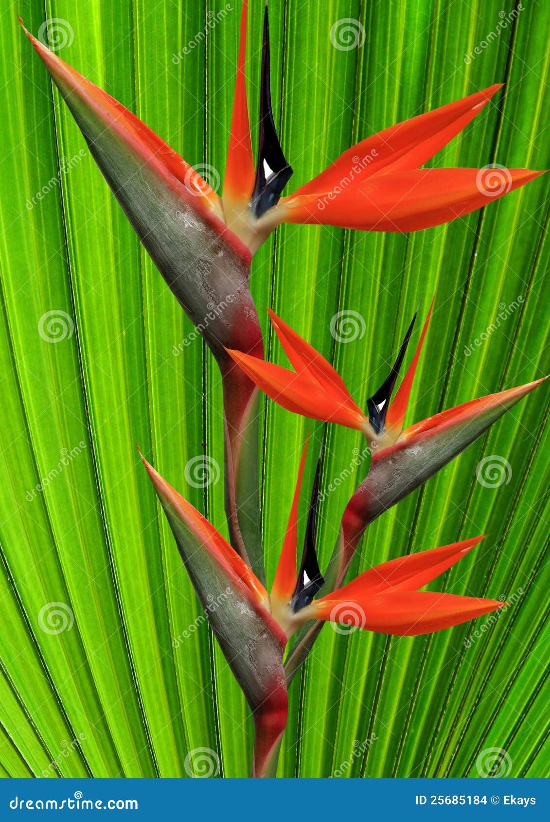 beautiful bird of paradise flower on a green fan palm background.