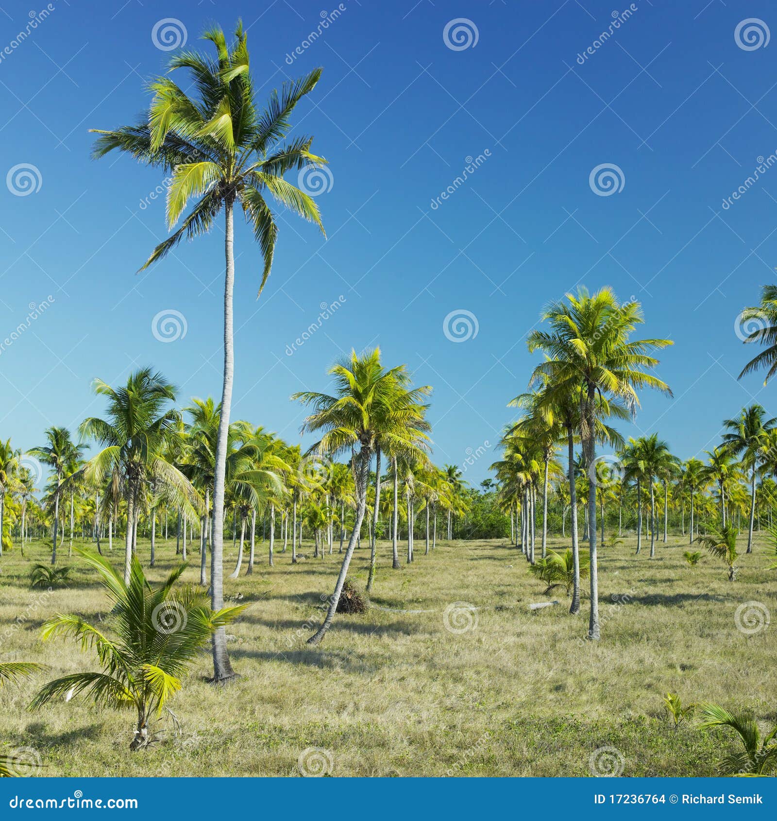 GRANMA NACIONAL CUBA granma nacional cuba: