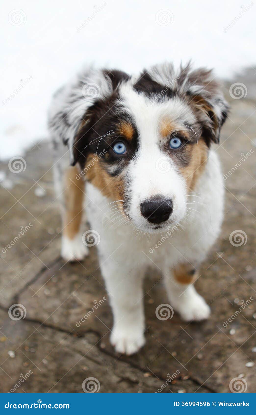 Cucciolo di cane australiano del pastore con gli occhi azzurri ed i ... Cucciolo di cane australiano del pastore con gli occhi azzurri ed i ...