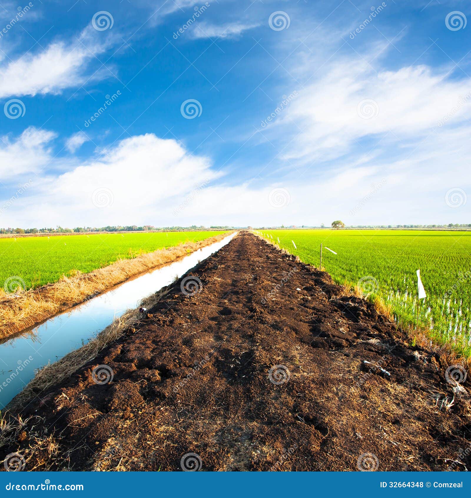 Pathway In Rice Field And Blue Sky Royalty Free Stock Photos Biology Diagrams