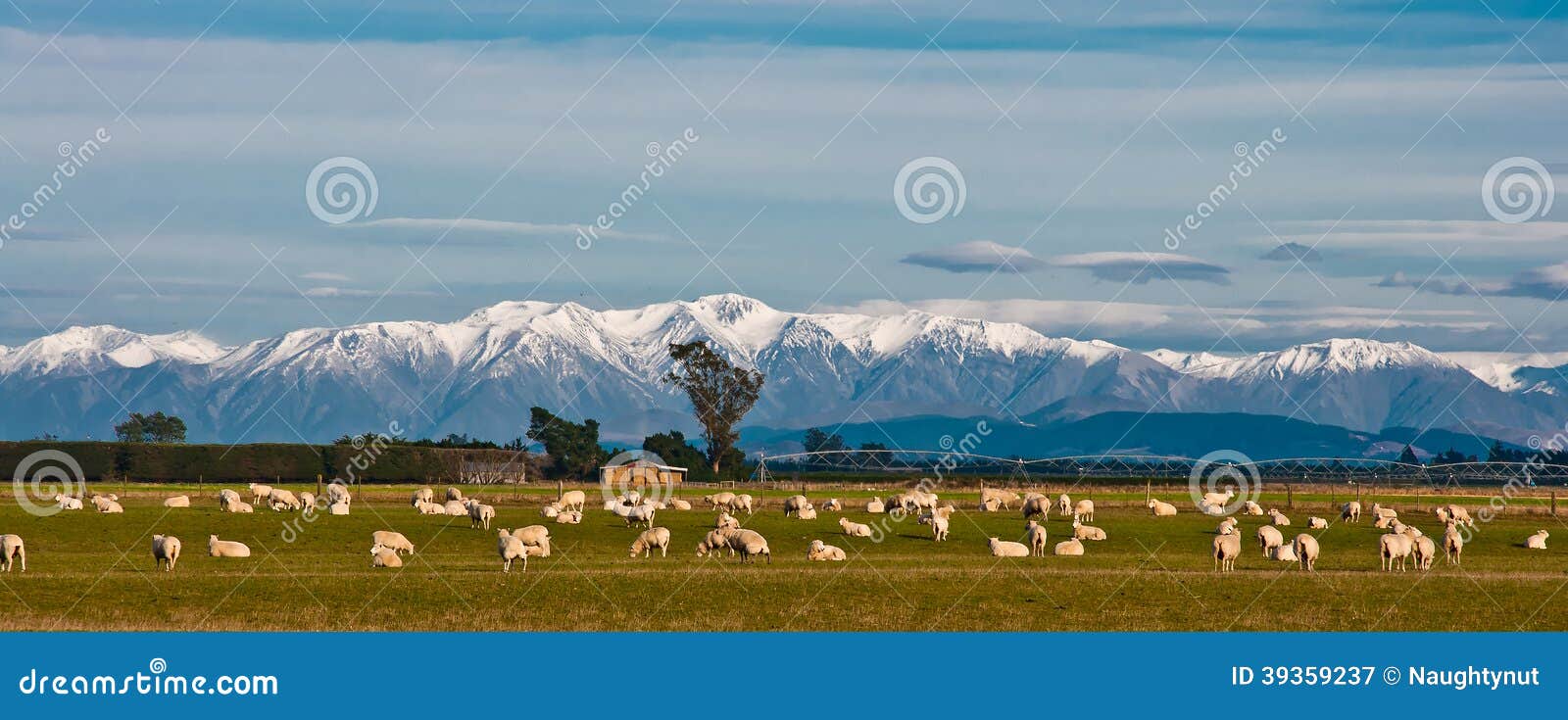 Paysage de montagne avec frÃ´ler des moutons, Nouvelle-ZÃ©lande.