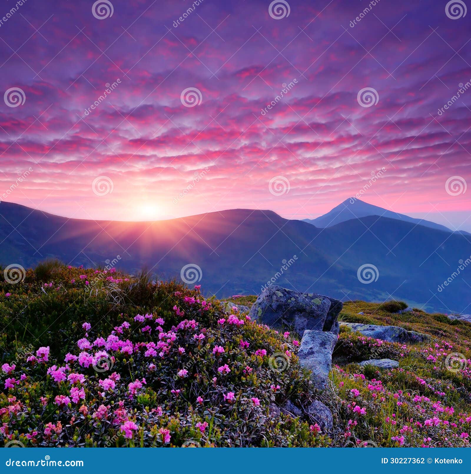 paysage-de-soir%C3%A9e-avec-les-fleurs-roses-dans-les-montagnes-et-le-coucher-de-soleil-30227362.jpg