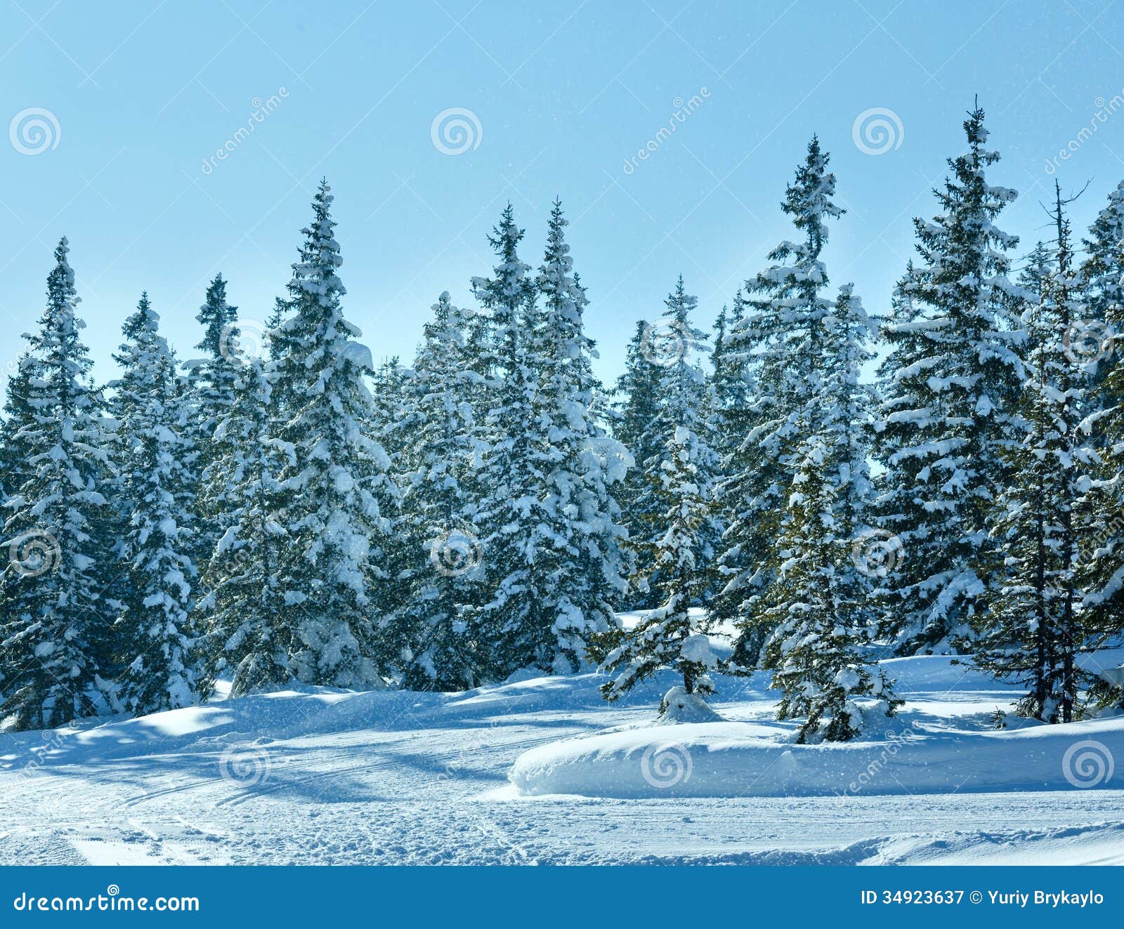 Chutes de neige neigeuses de paysage de forÃªt de sapin de montagne d ...