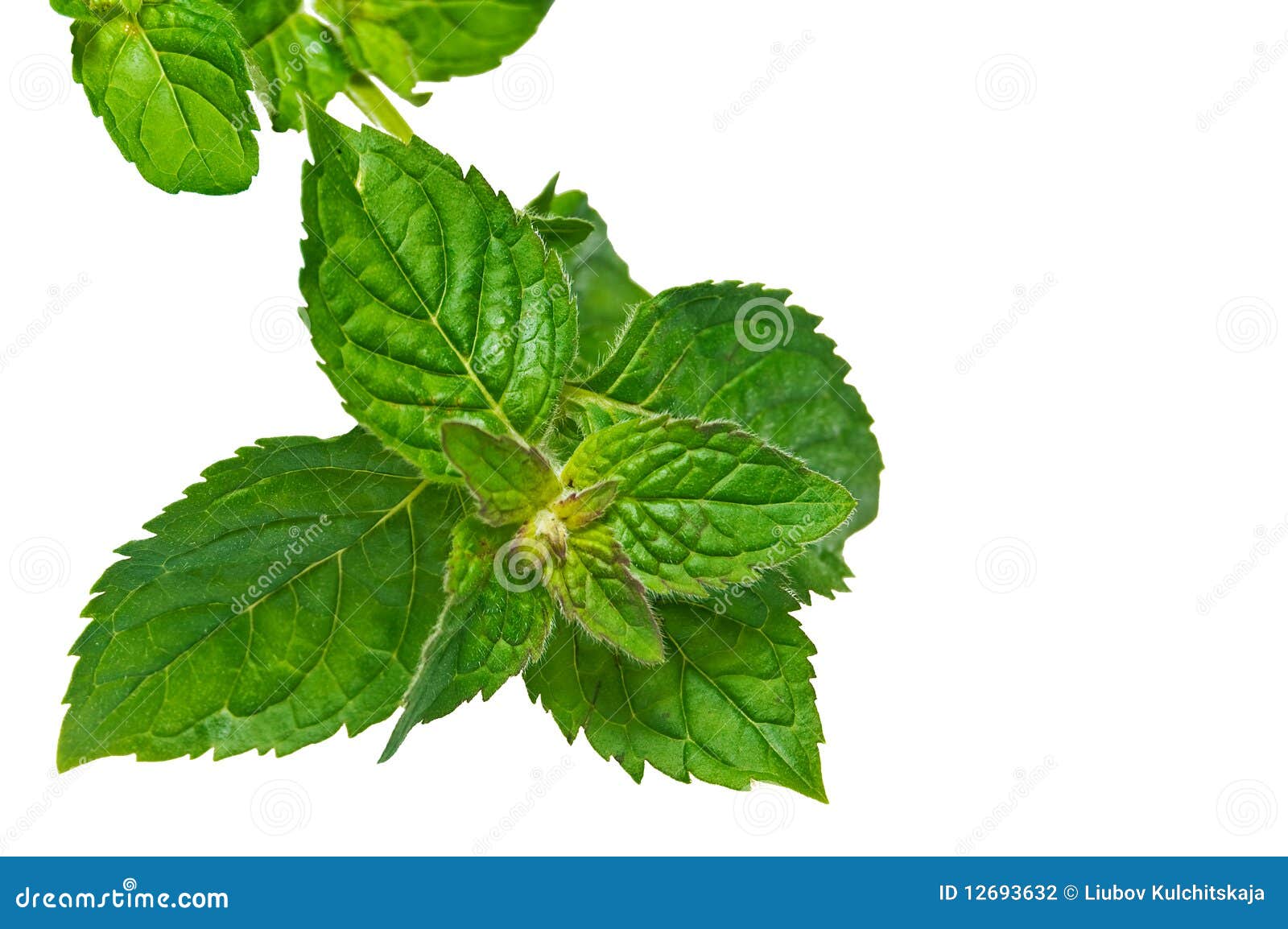 Peppermint Leaf. Stock Photography Image 12693632