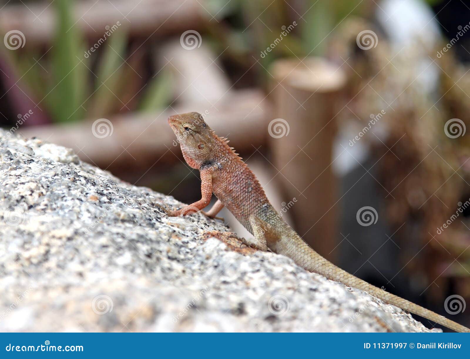 iguana kuning