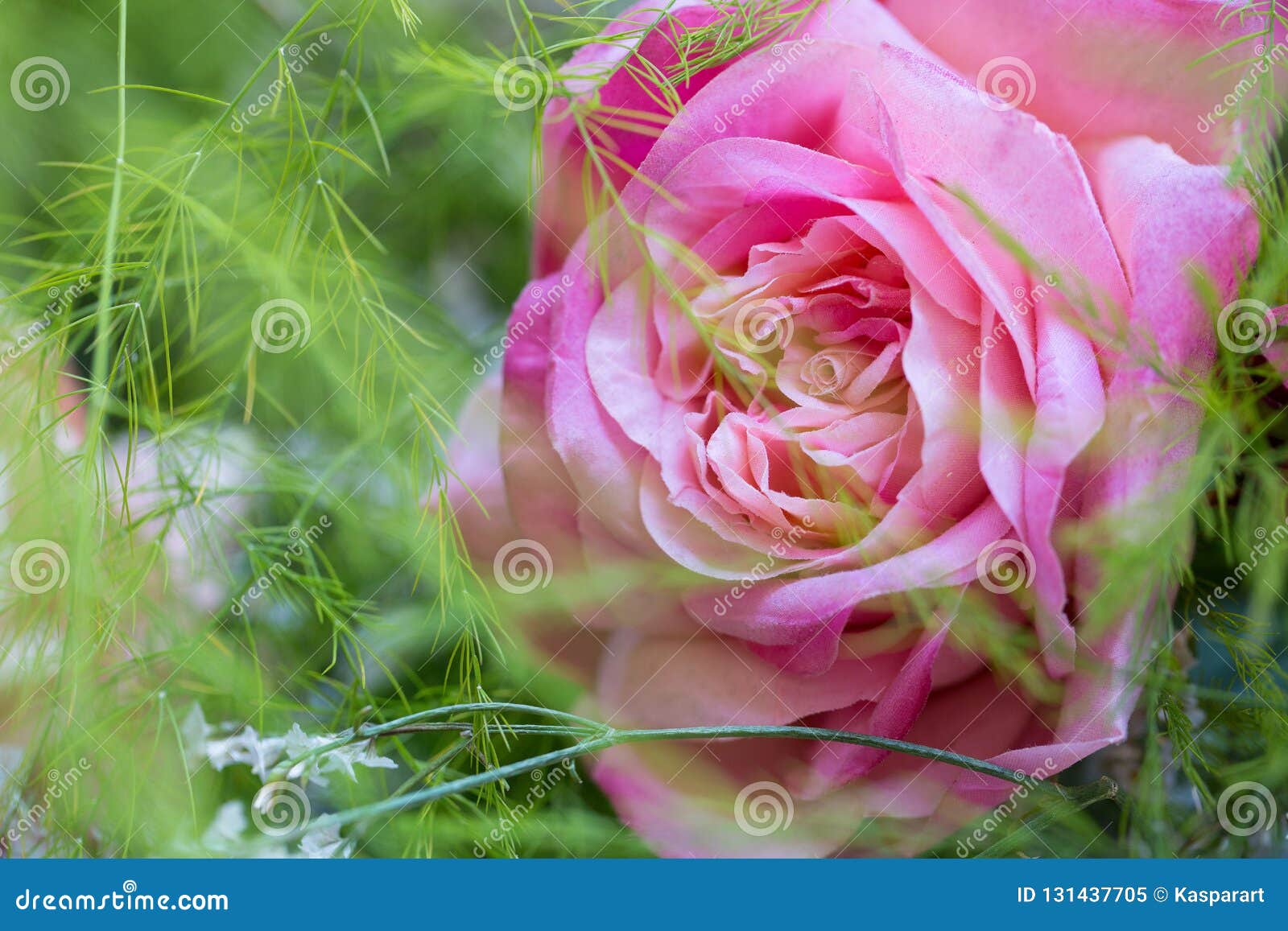 Perfect Pink Rose Bloom Stock Image Image Of Flora