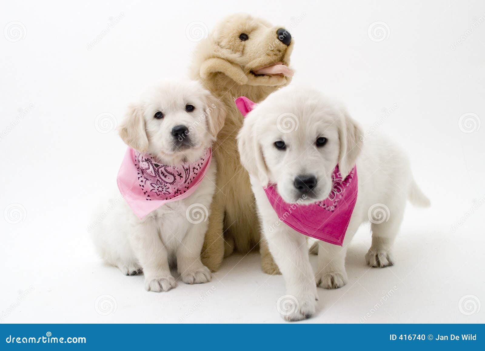 los perritos havanese perritos lindos foto de archivo imagen 416740 los perritos havanese perritos lindos foto de archivo imagen 416740