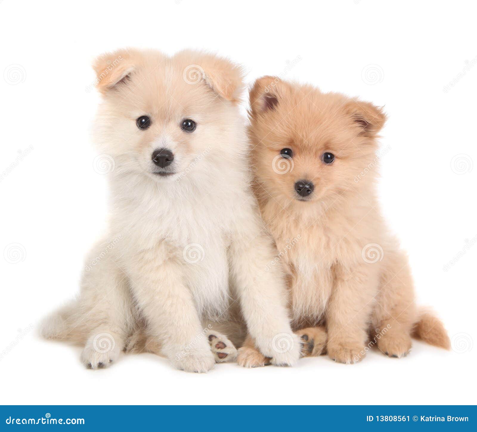 pomeranian en espanol perritos lindos de pomeranian que se sientan junto en blanco imagen de archivo pomeranian en espanol perritos lindos de pomeranian que se sientan junto en blanco imagen de archivo