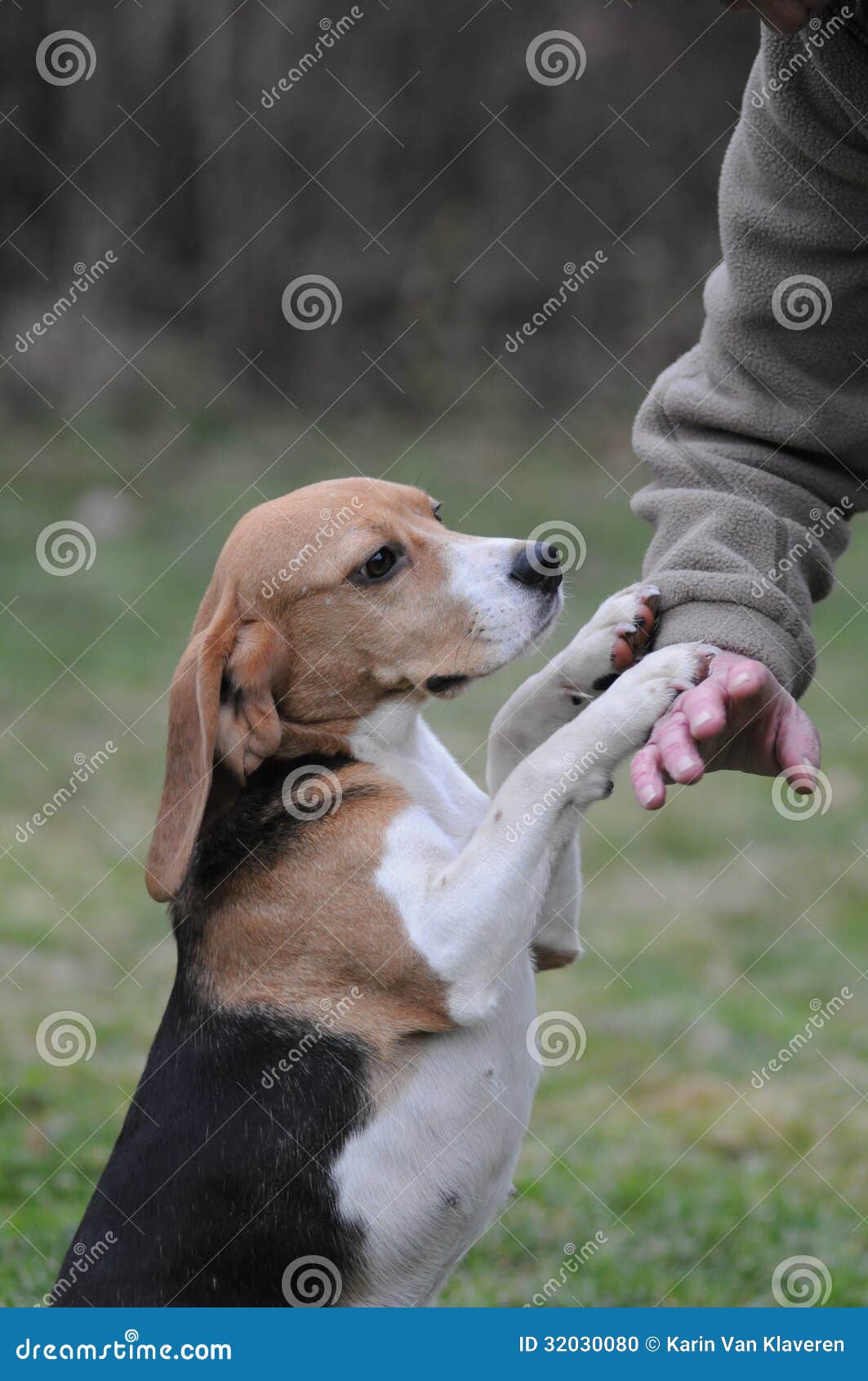Pet Owner Training Beagle Dog Stock Photo - Image: 32030080