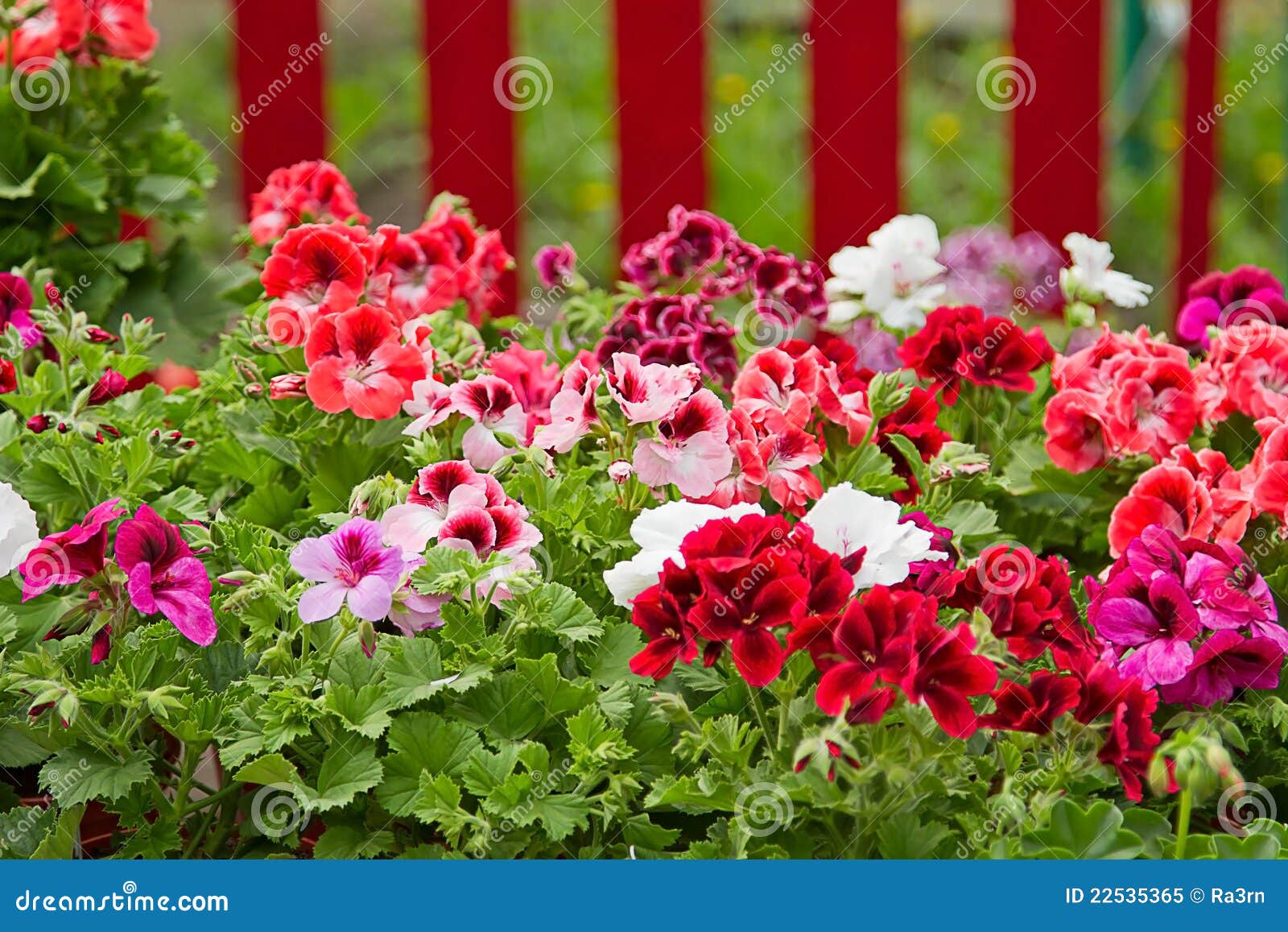 Petunia Flower Beds