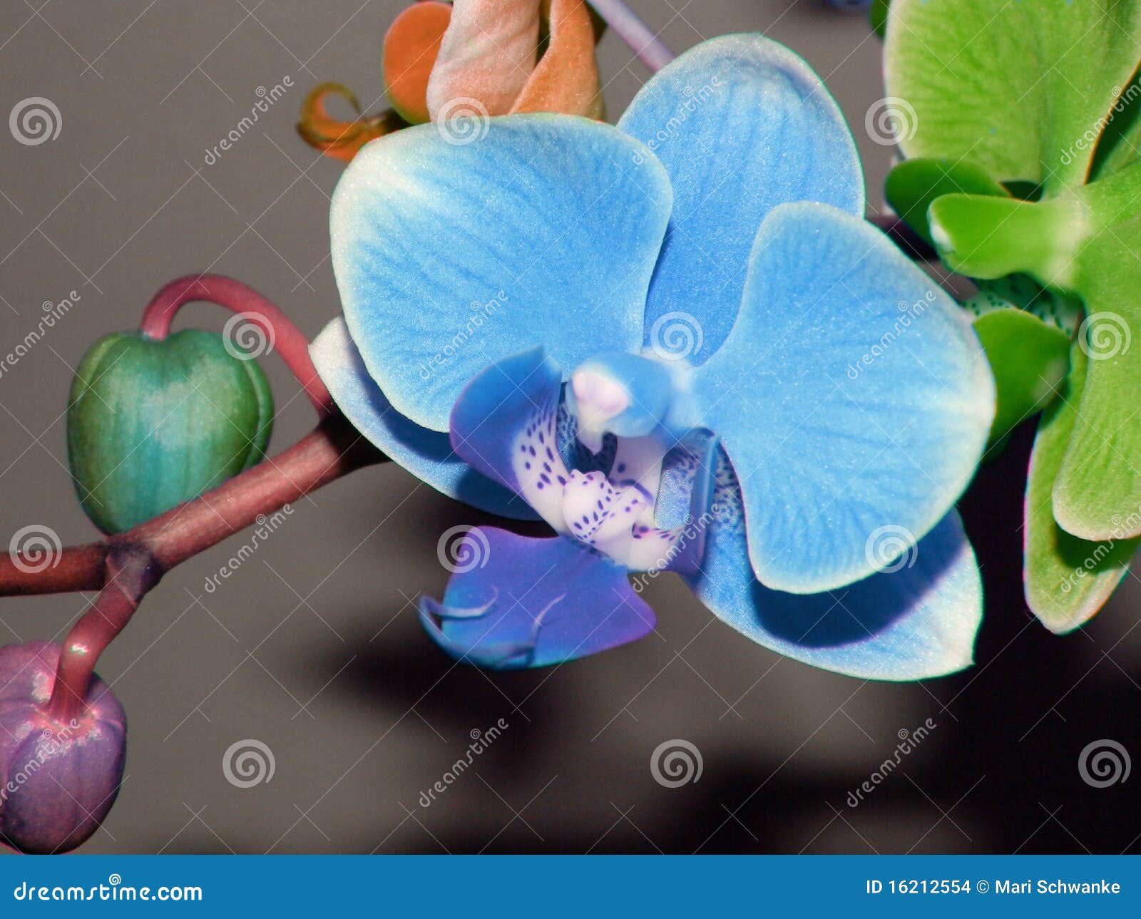 Orchid Phalaenopsis Colors