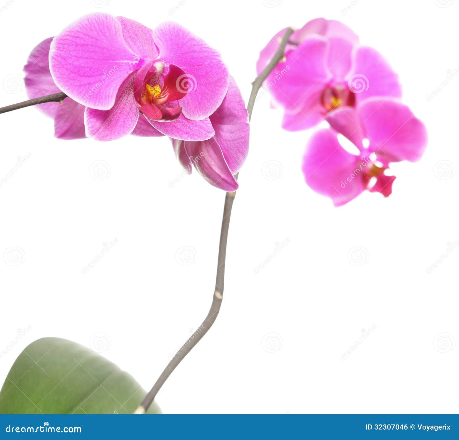 Purple Orchid Background