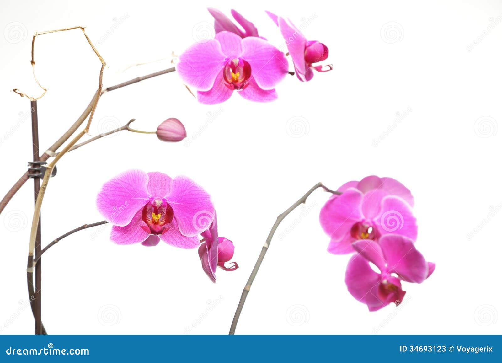 Purple Orchid White Background