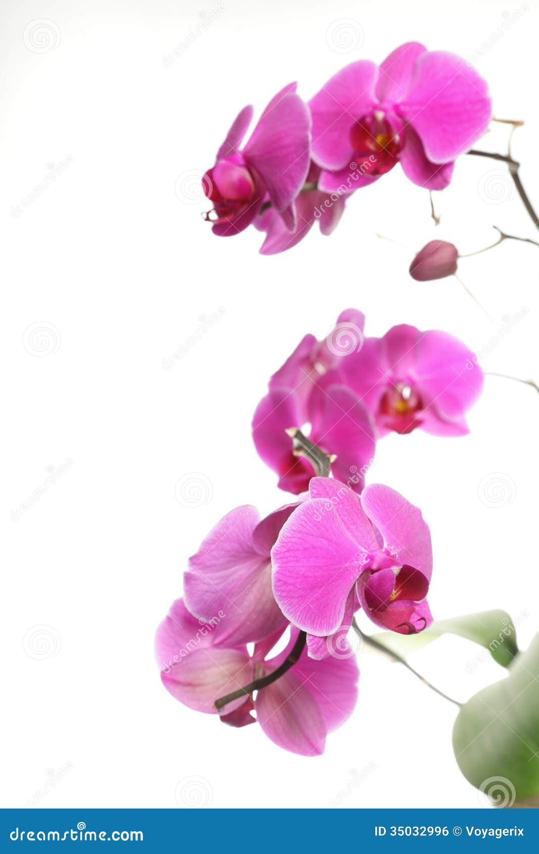 Purple Orchid Background