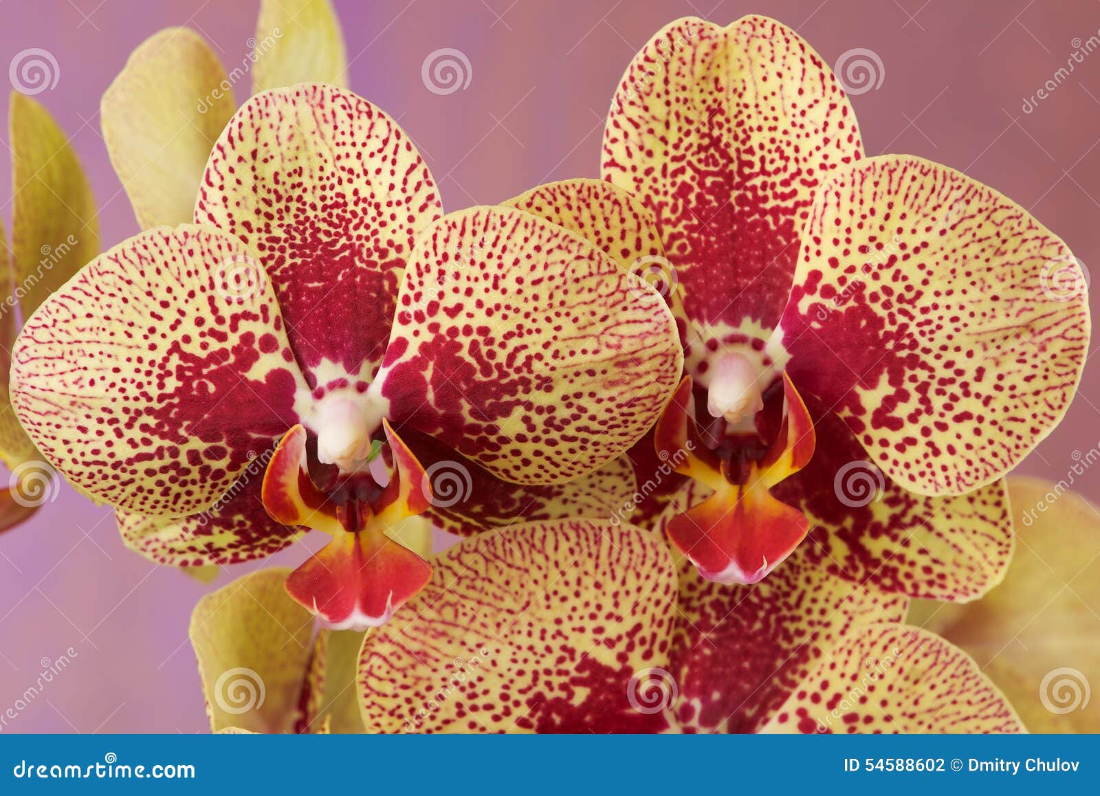 Orchid – The It’ Color For Spring foto Orchid – The It’ Color For Spring pics