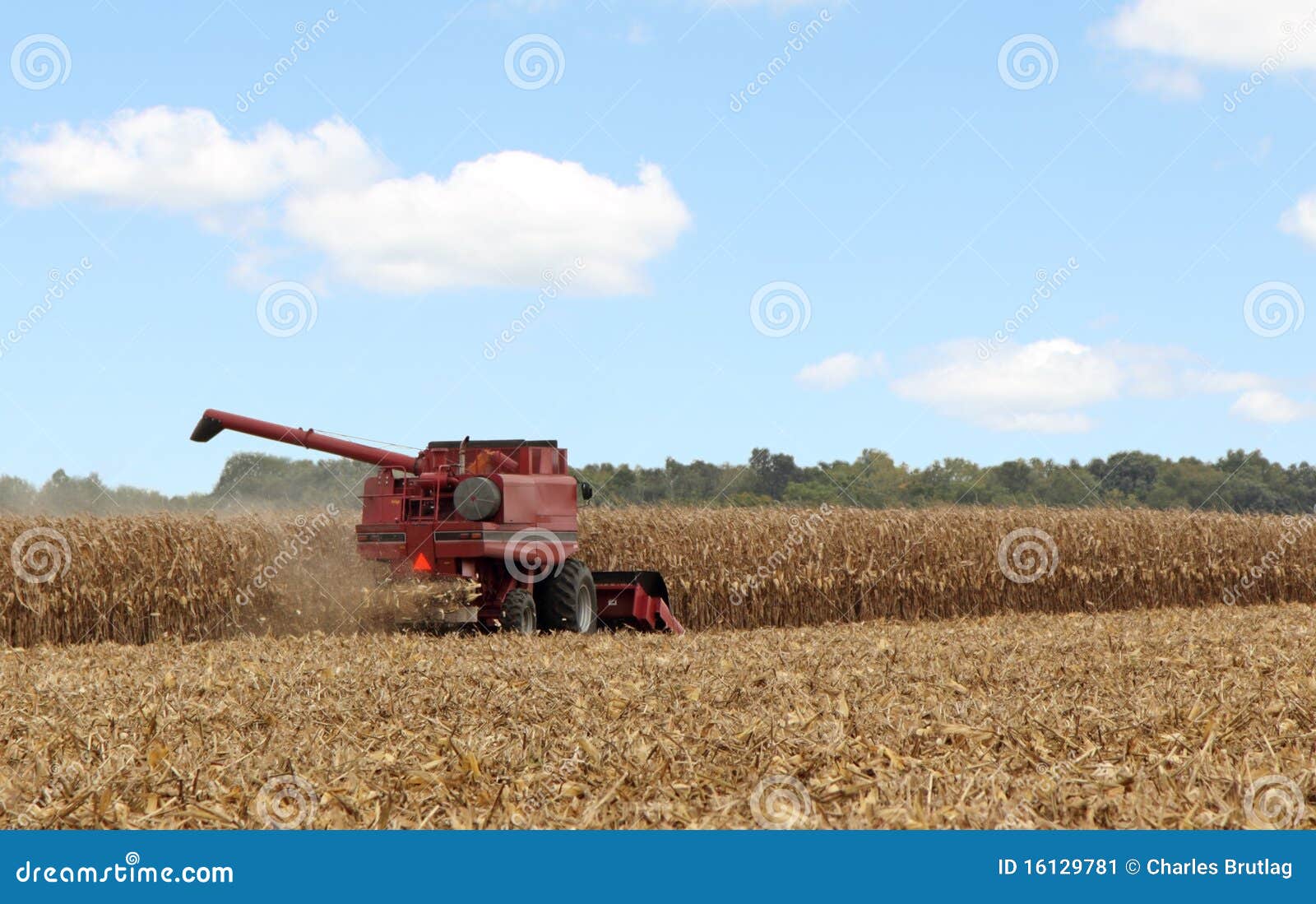 Picking Corn Stock Image Image 16129781