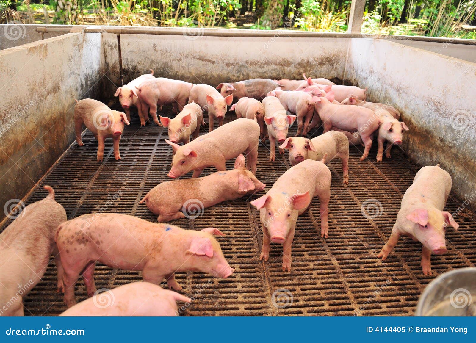 procedures of pig production