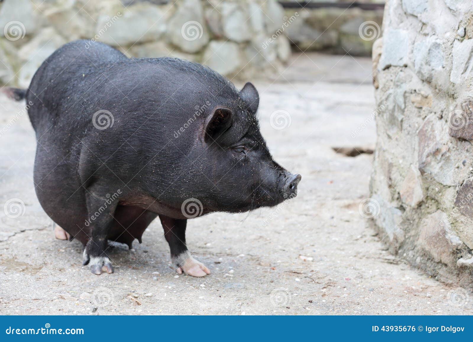 clipart pot bellied pig - photo #25